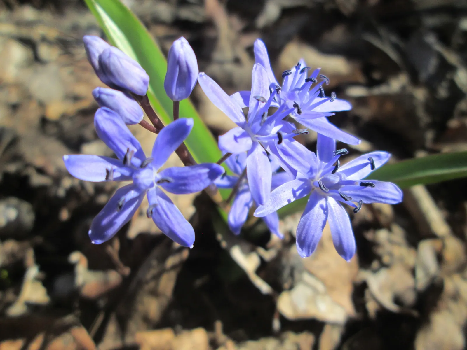 Giant Squill (Scilla Bifolia) — bulb for full or half