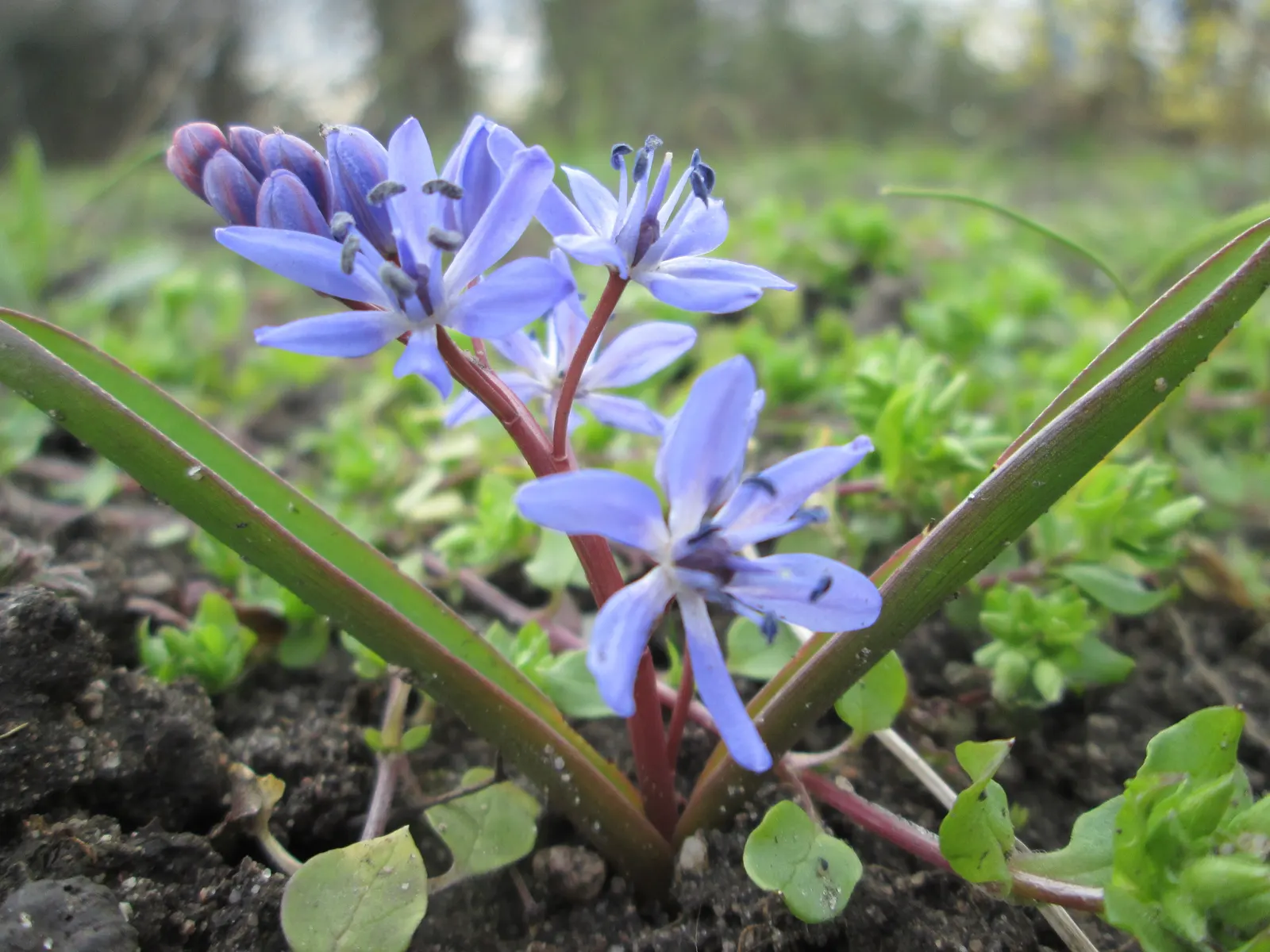 Giant Squill (Scilla Bifolia) — Known for its star-shaped blooms