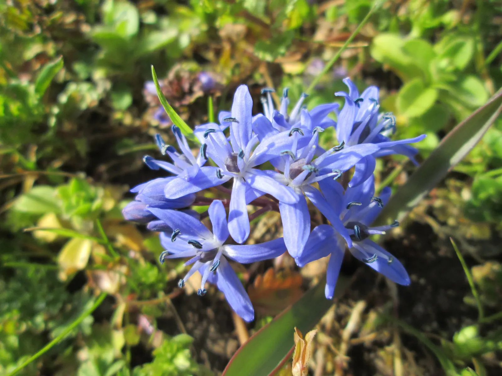 Giant Squill (Scilla Bifolia) — it benefits from dappled sunlight or light afternoon shade; each bulb produces narrow, image 91
