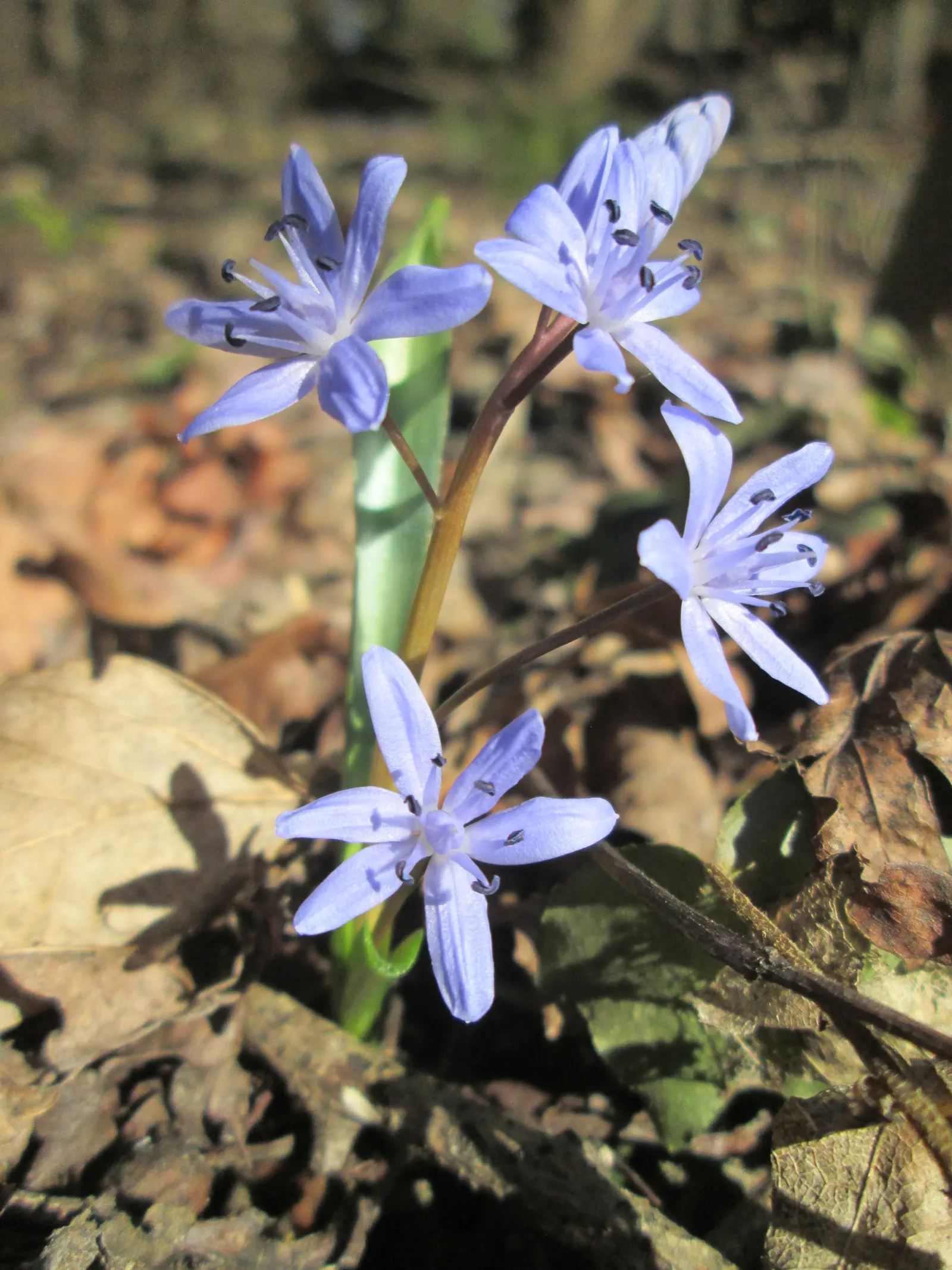 Giant Squill (Scilla Bifolia) — including woodlands and meadows.<br><br>This petite plant reaches only about 3 to 6 inches in height; this, image 83