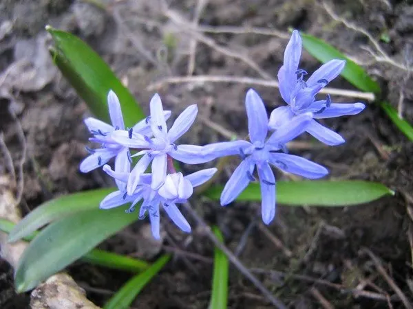 Giant Squill (Scilla Bifolia) — making it an excellent selection for rock gardens; the blossoms make their appearance in late winter to early spring, image 95