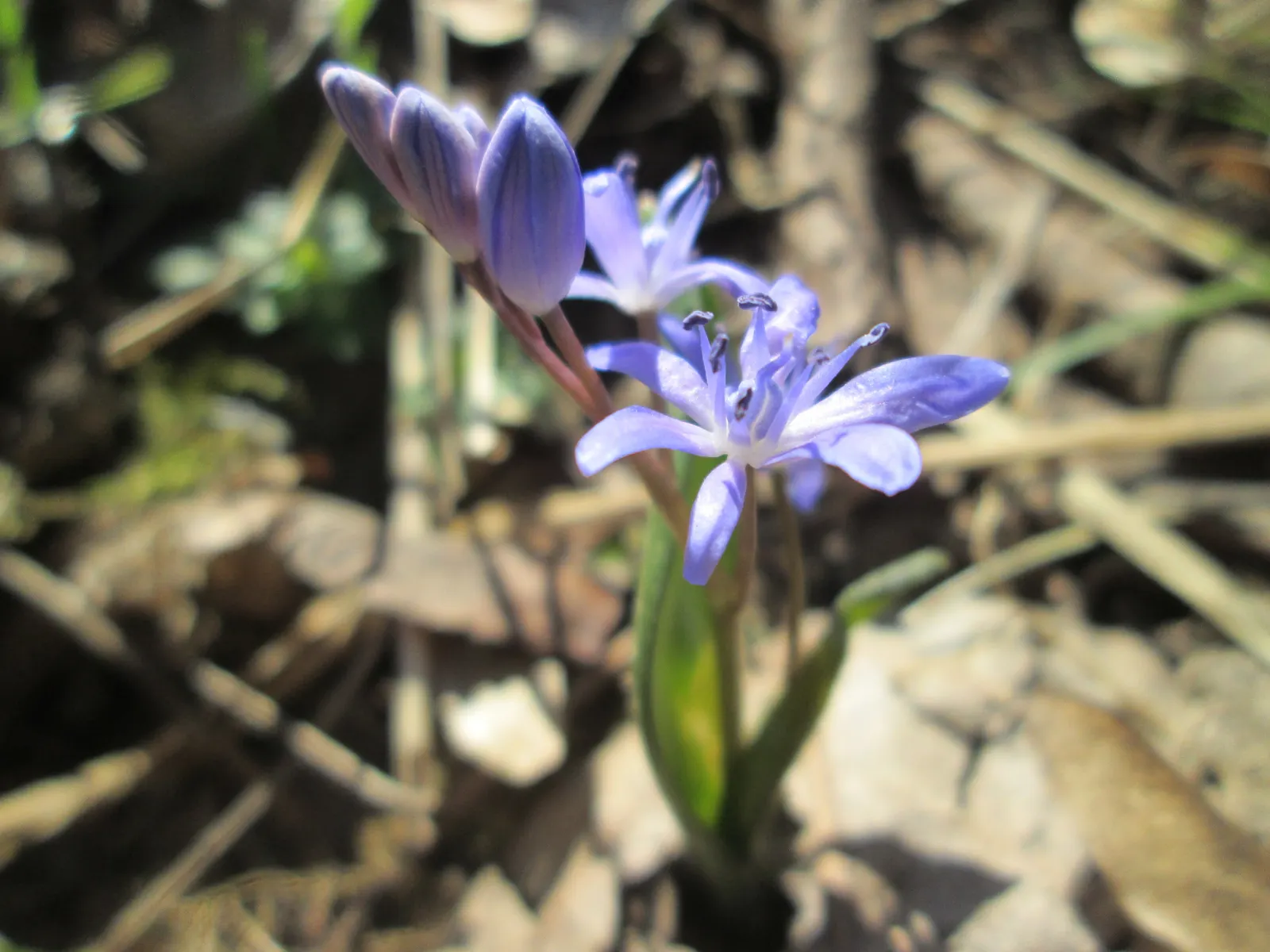 Giant Squill (Scilla Bifolia) — offering an early nectar source for pollinators such as bees.<br><br>For optimal growth