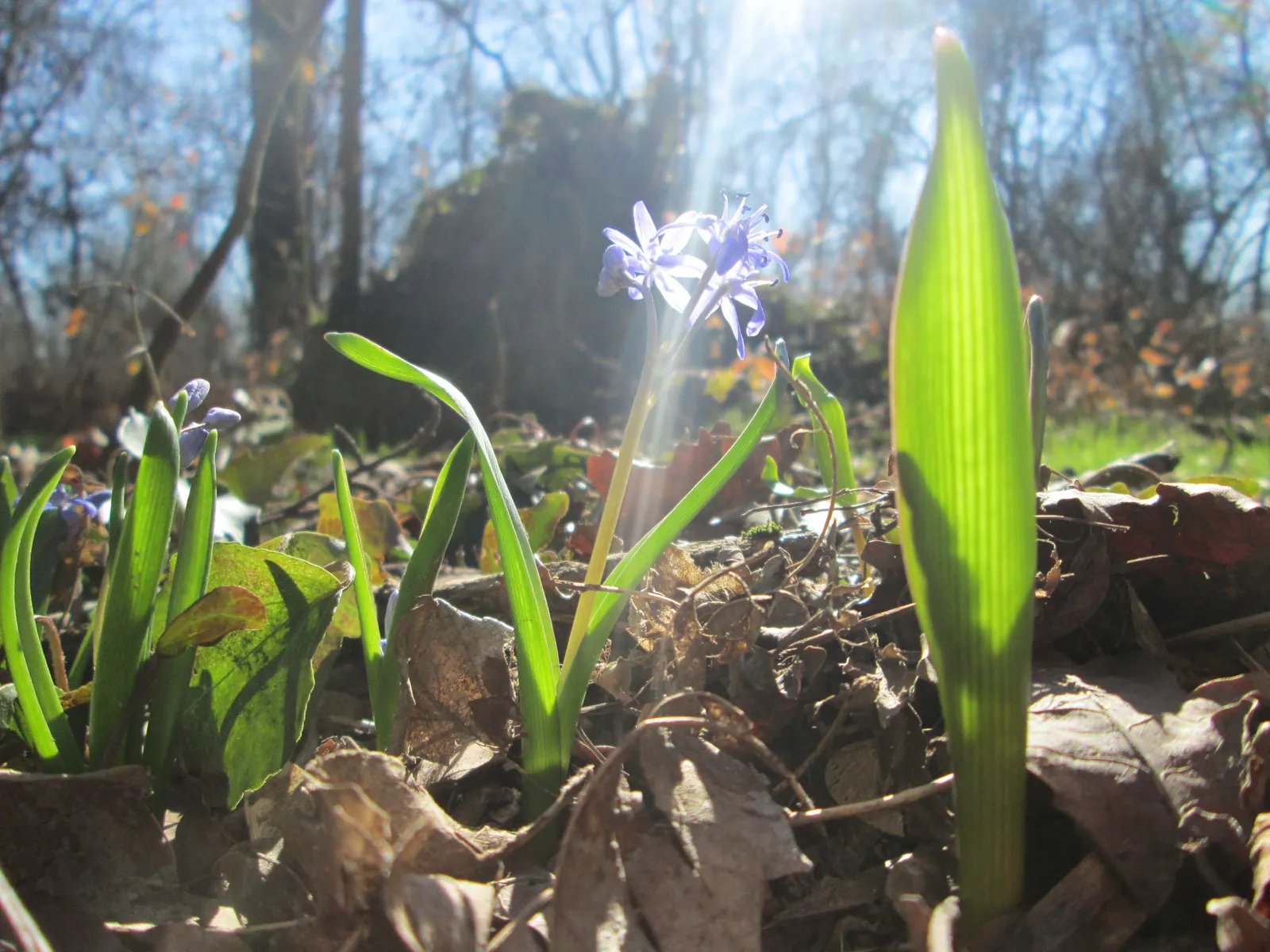 Giant Squill (Scilla Bifolia) — It pairs well with other spring-flowering bulbs and perennials