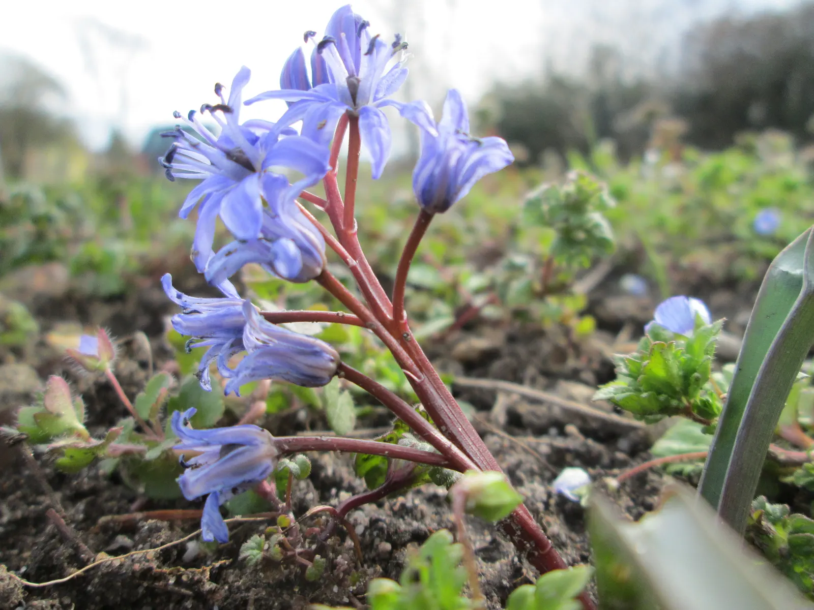 Giant Squill (Scilla Bifolia) — creating a tapestry of color and texture that will captivate your clients from the very first thaw; the Giant, image 72