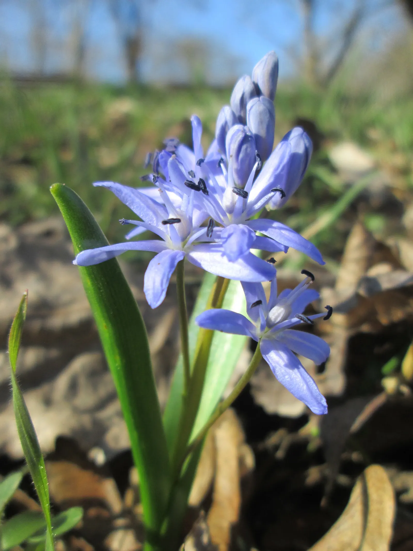 Giant Squill (Scilla Bifolia) — typically 4 to 8 inches long and about 1 inch wide; hardy in USDA zones 3 through 8, image 110