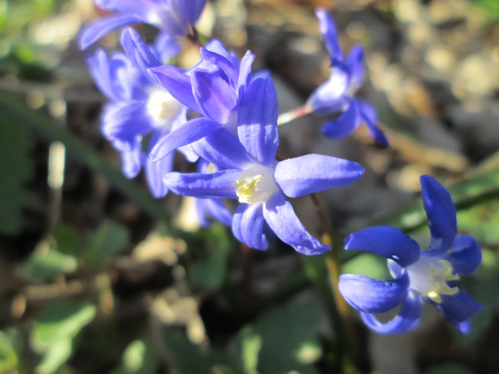 Giant Squill (Scilla Bifolia) — offering an early nectar source for pollinators such as bees.<br><br>For optimal growth, image 63