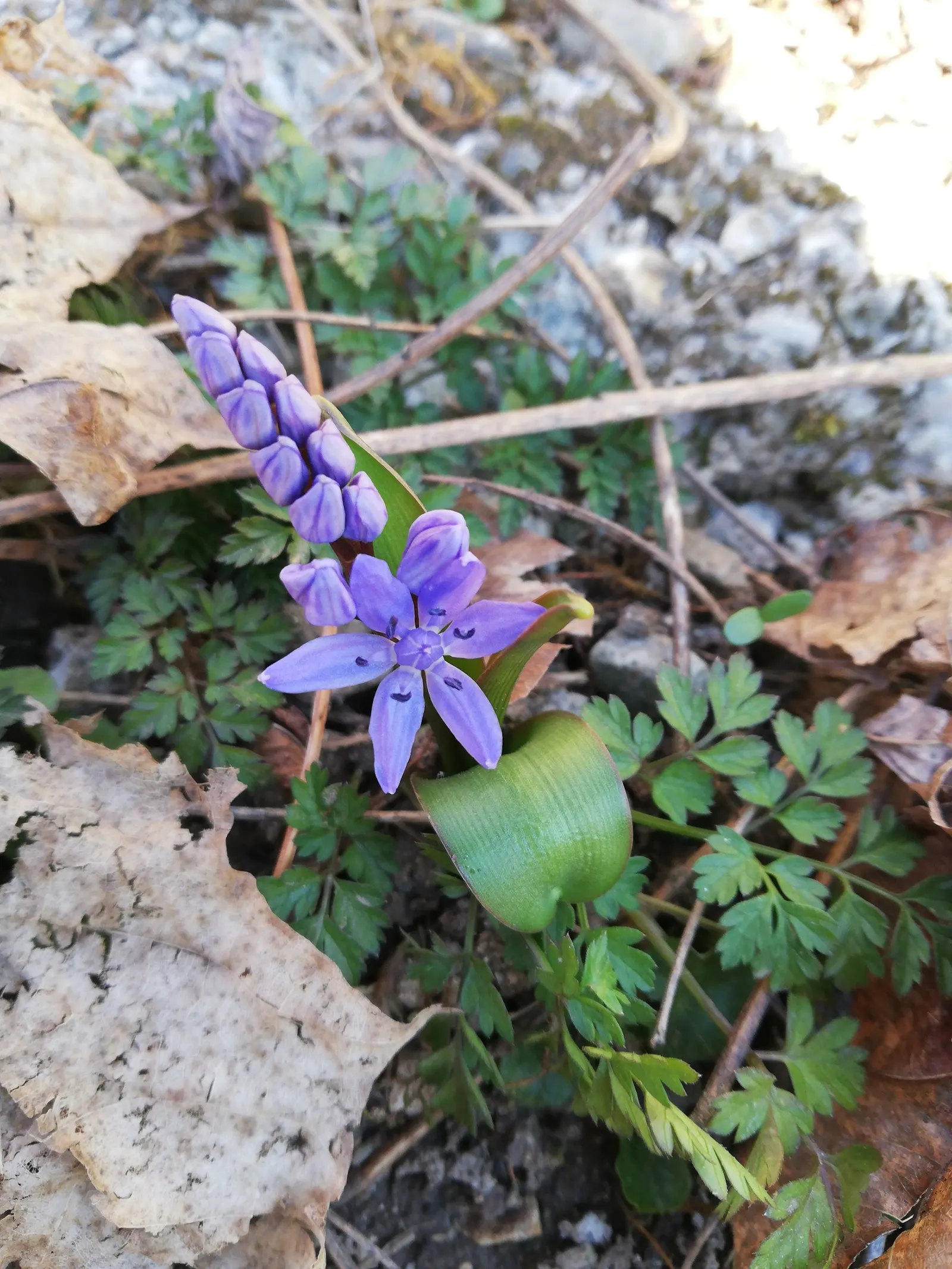 Giant Squill (Scilla Bifolia) — This low-maintenance perennial prefers well-drained soil and partial shade; this low-maintenance plant can tolerate, image 78