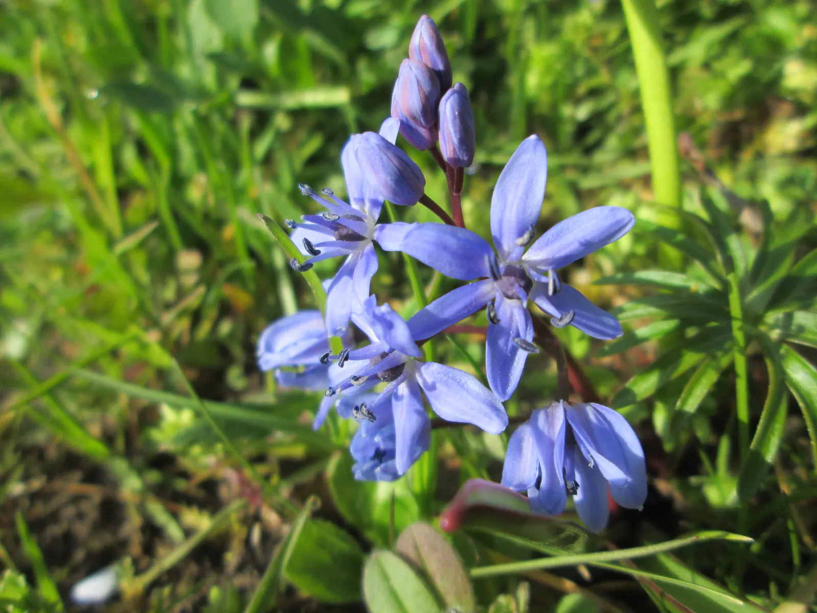 Giant Squill (Scilla Bifolia) — Ideal for naturalizing in woodland gardens; bulb for full or half