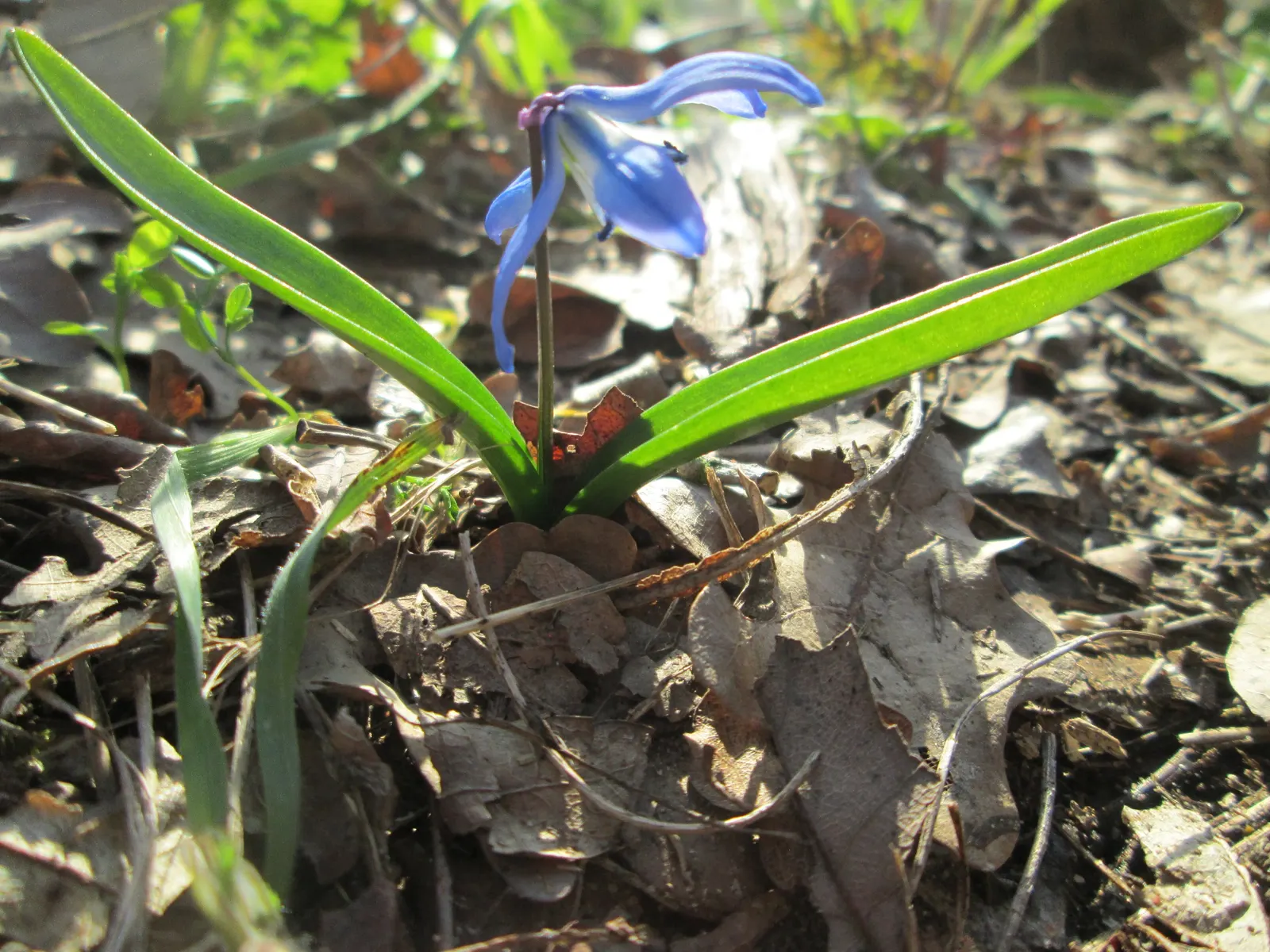 Giant Squill (Scilla Bifolia) — Its diminutive size requires little space; it creates a striking underplanting beneath deciduous trees and adds vibrant hues to