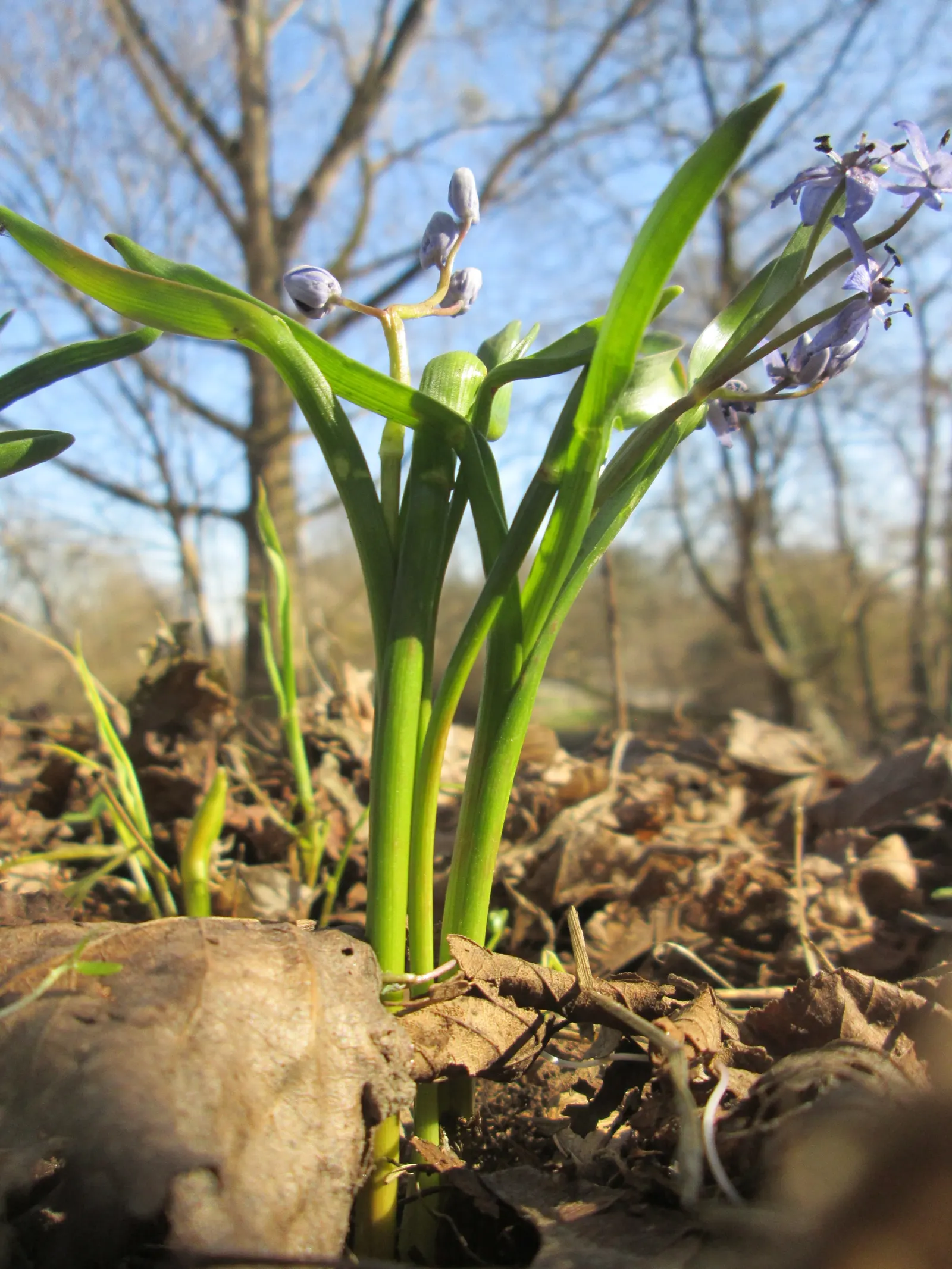 Giant Squill (Scilla Bifolia) — bulb for full or half; creating a tapestry of color and texture that will captivate your clients from the very first thaw