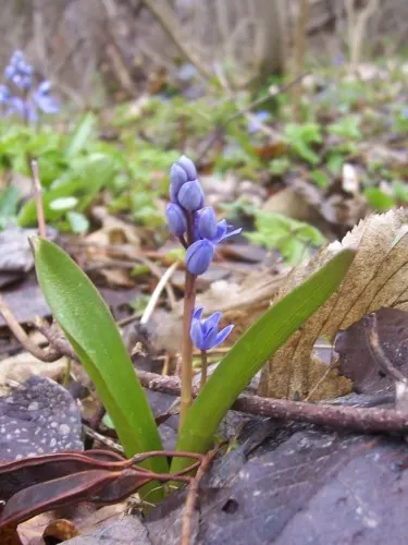 Giant Squill (Scilla Bifolia) — including woodlands and meadows.<br><br>This petite plant reaches only about 3 to 6 inches in height; this, image 108