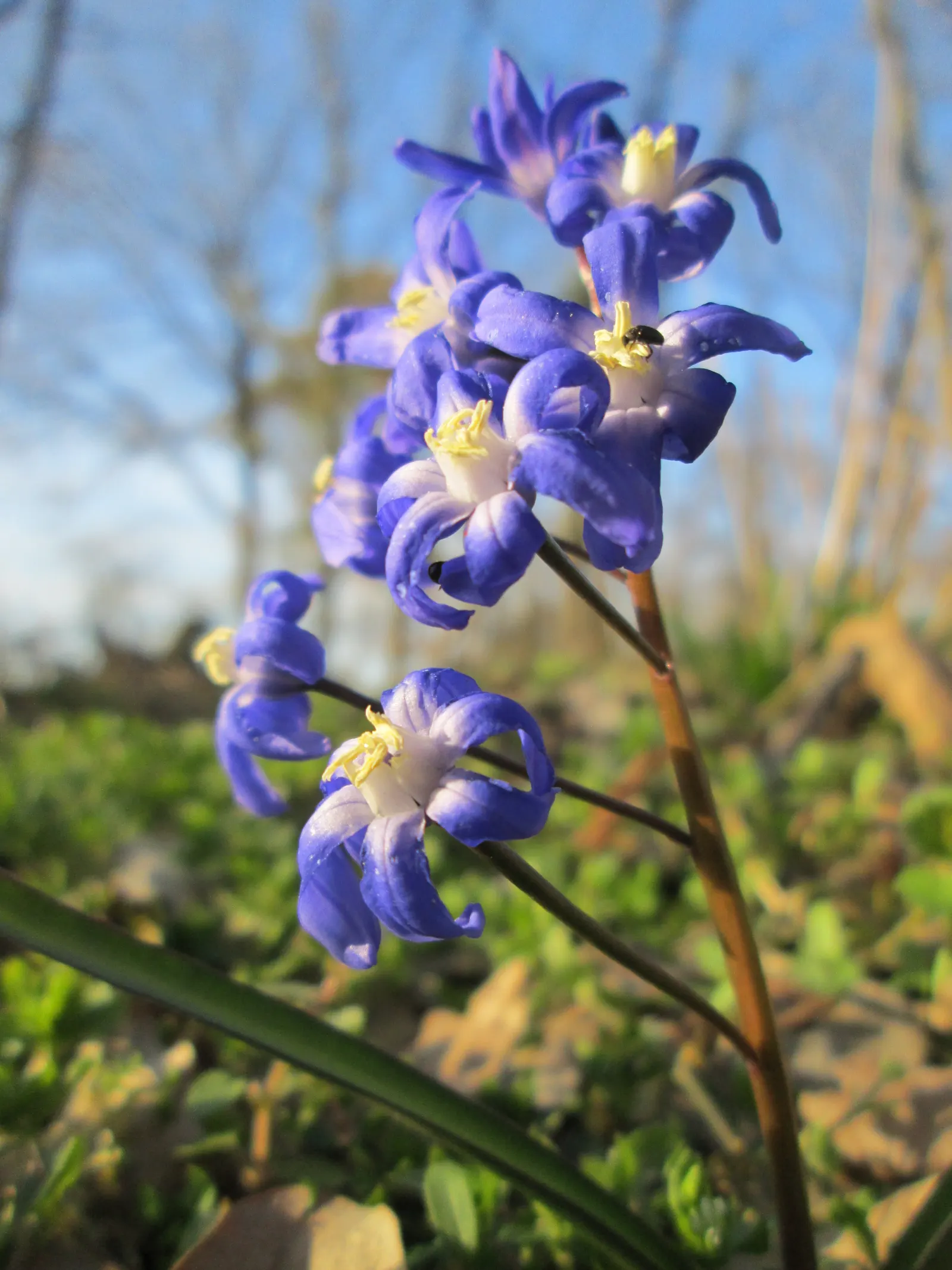 Giant Squill (Scilla Bifolia) — blue flowers in the garden