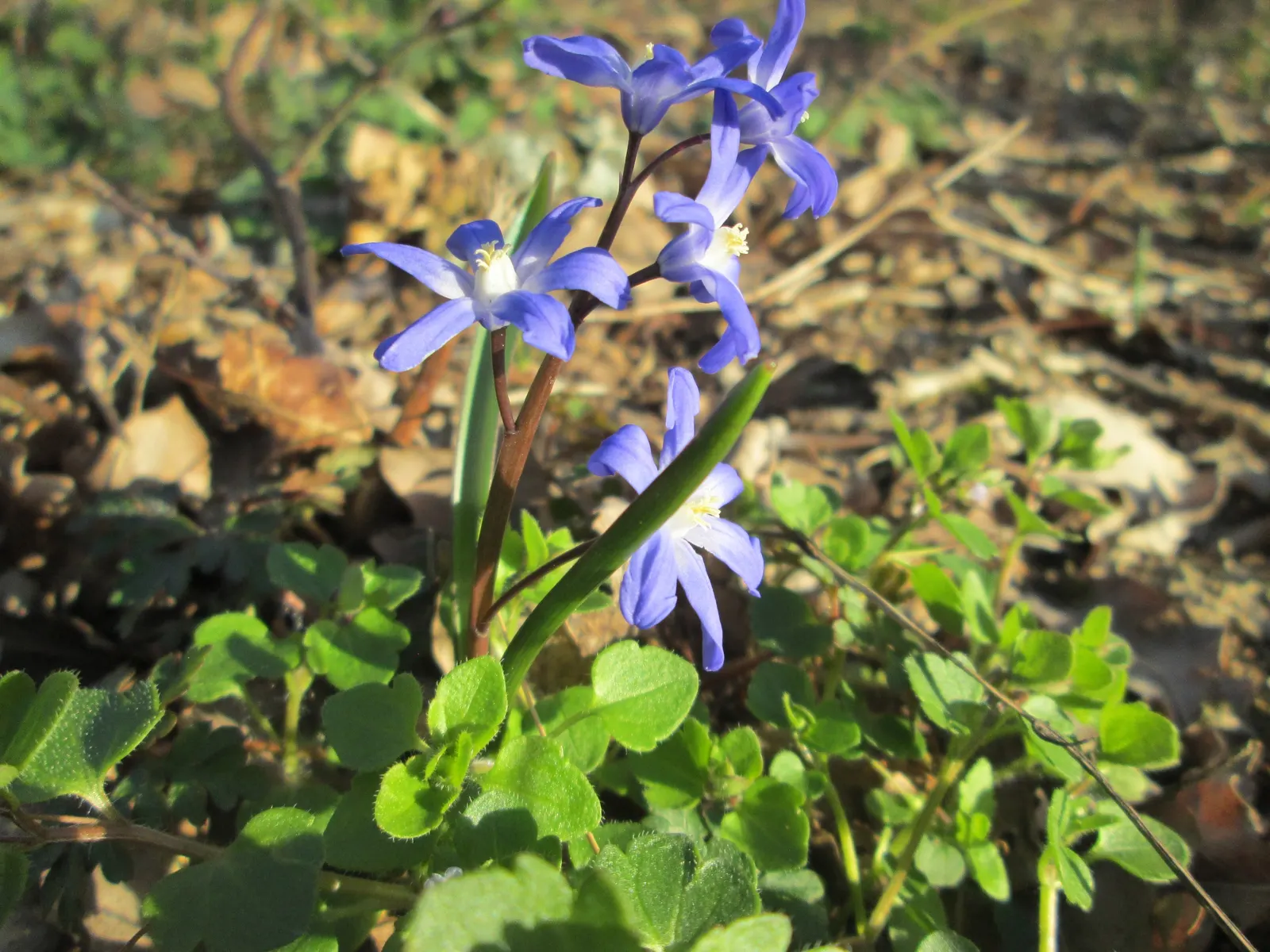 Giant Squill (Scilla Bifolia) — Each bulb produces narrow; typically 4 to 8 inches long and about 1 inch wide, image 109
