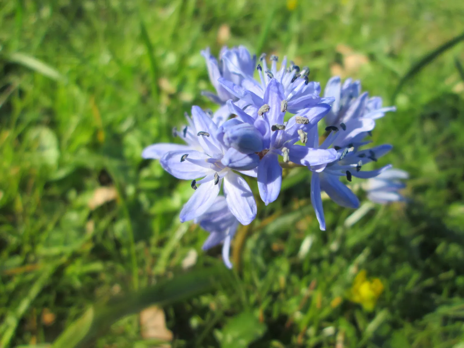 Giant Squill (Scilla Bifolia) — this low-maintenance plant can tolerate winter cold down to -40&deg;F