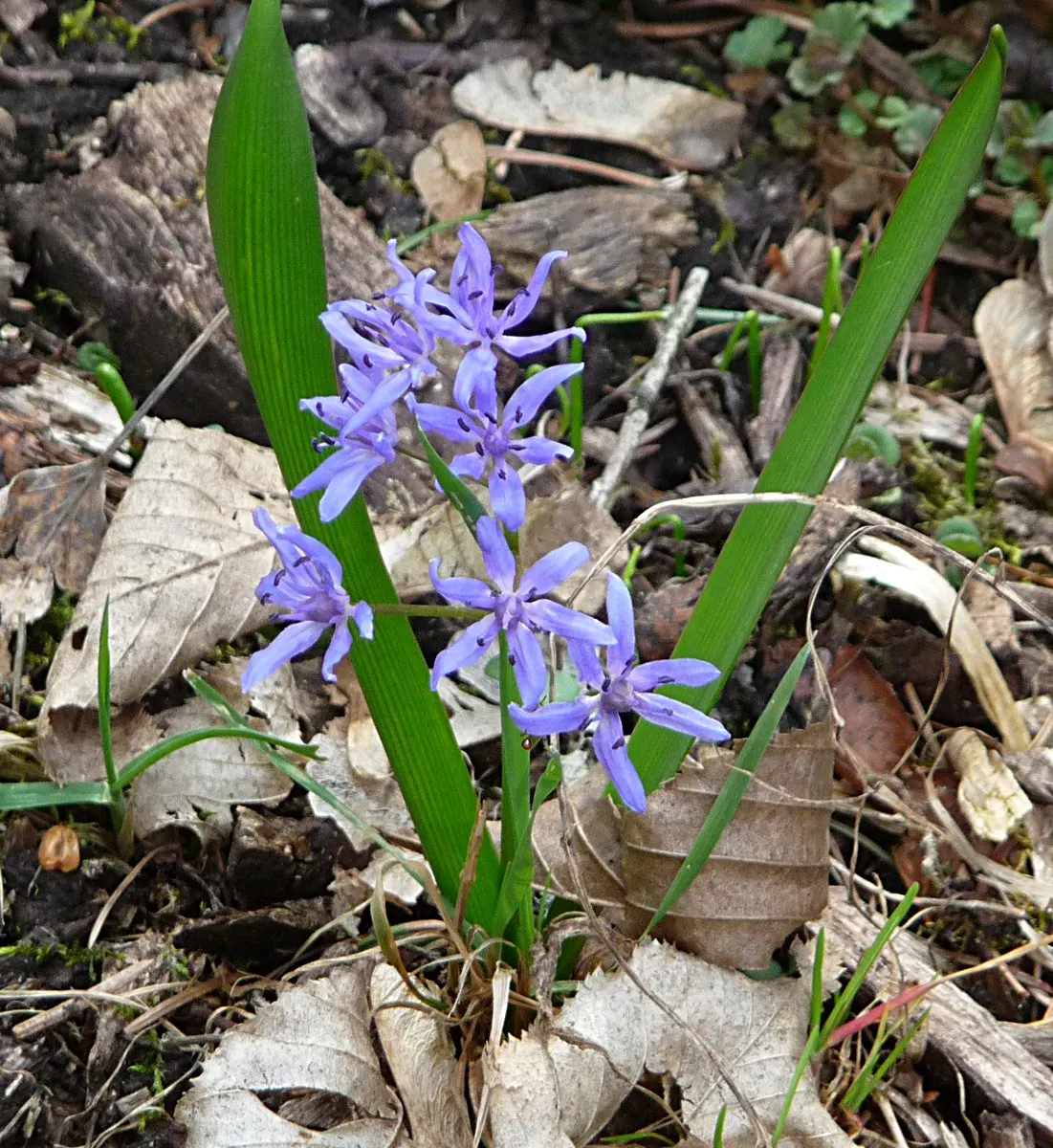 Giant Squill (Scilla Bifolia) — with each individual flower measuring approximately 0.5 to 1 inch across; bulb with blue blooms, image 61