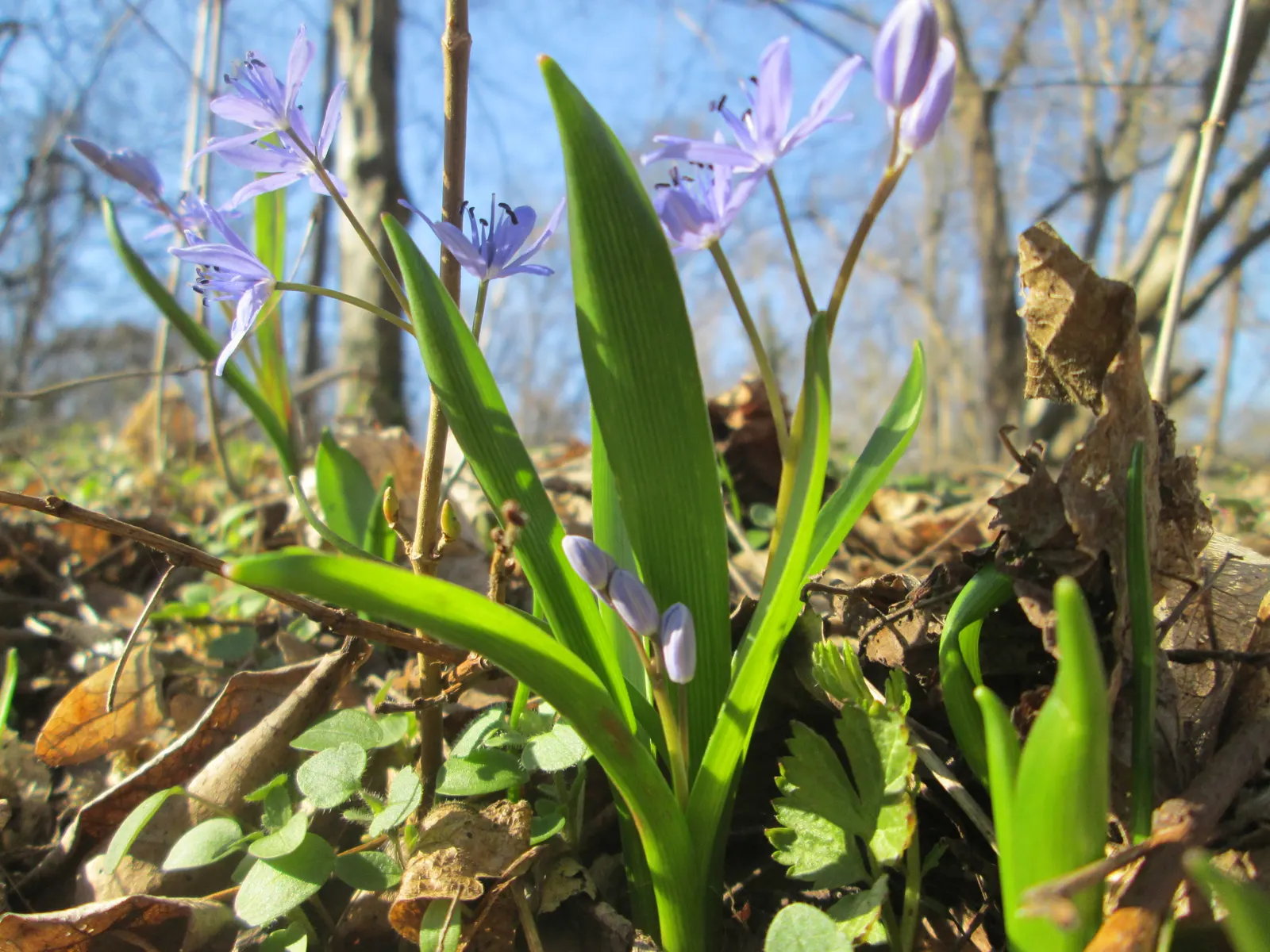 Giant Squill (Scilla Bifolia) — Its diminutive size requires little space; it creates a striking underplanting beneath deciduous trees and adds, image 94