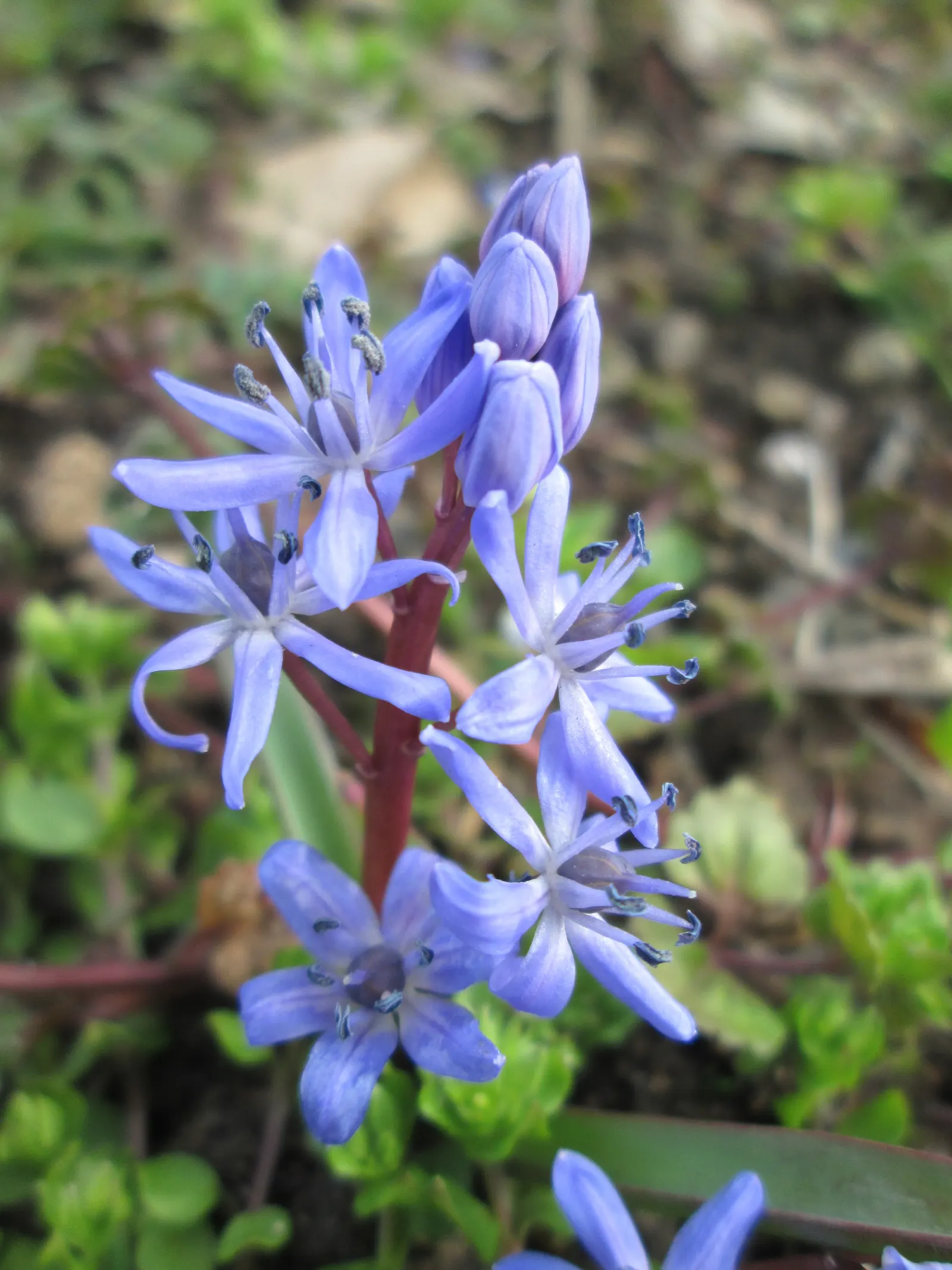 Giant Squill (Scilla Bifolia) — The Giant Scilla (Scilla bifolia), also known as the Alpine Squill, is a charming early-spring bloomer; ideal for naturalizing