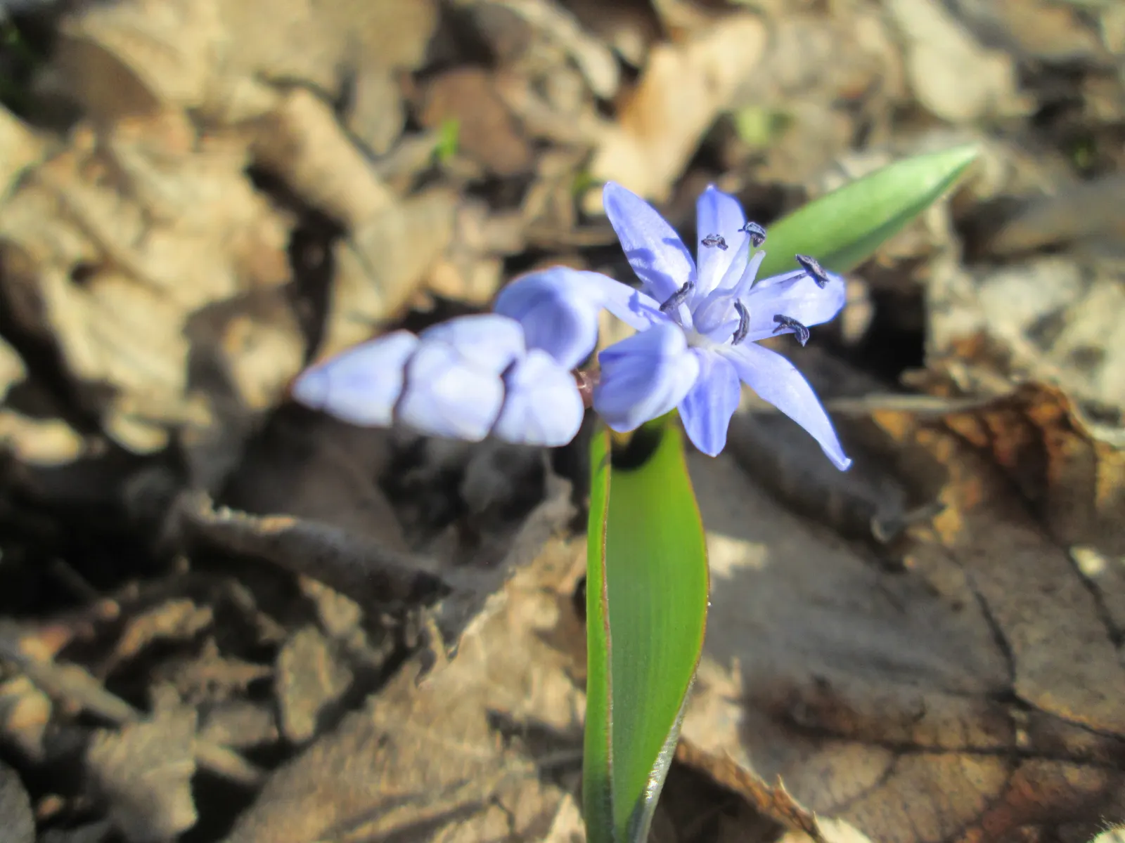 Giant Squill (Scilla Bifolia) — Each bulb sprouts multiple star-shaped, blue-violet flowers atop 4 to 6-inch stalks; with each individual flower, image 77