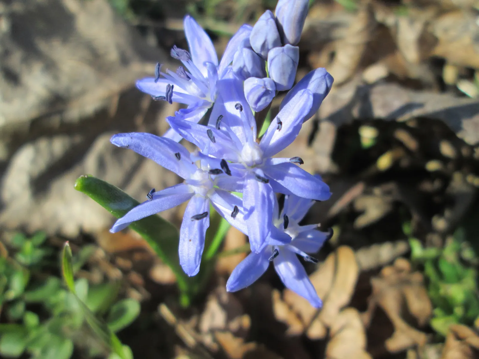Giant Squill (Scilla Bifolia) — This low-maintenance perennial prefers well-drained soil and partial shade; this low-maintenance plant can tolerate, image 103