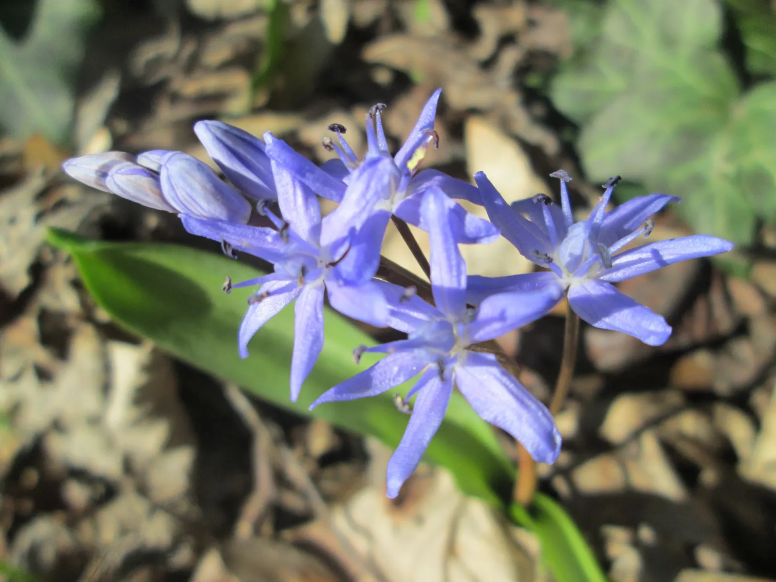 Giant Squill (Scilla Bifolia) — the Giant Scilla prefers well-drained soil rich in organic matter; making it an excellent selection for rock gardens