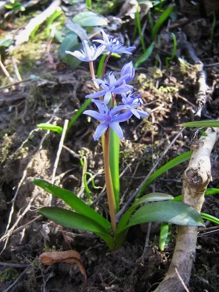 Giant Squill (Scilla Bifolia) — It thrives in full sun to partial shade; each bulb sprouts multiple star-shaped, blue-violet flowers atop 4 to, image 90