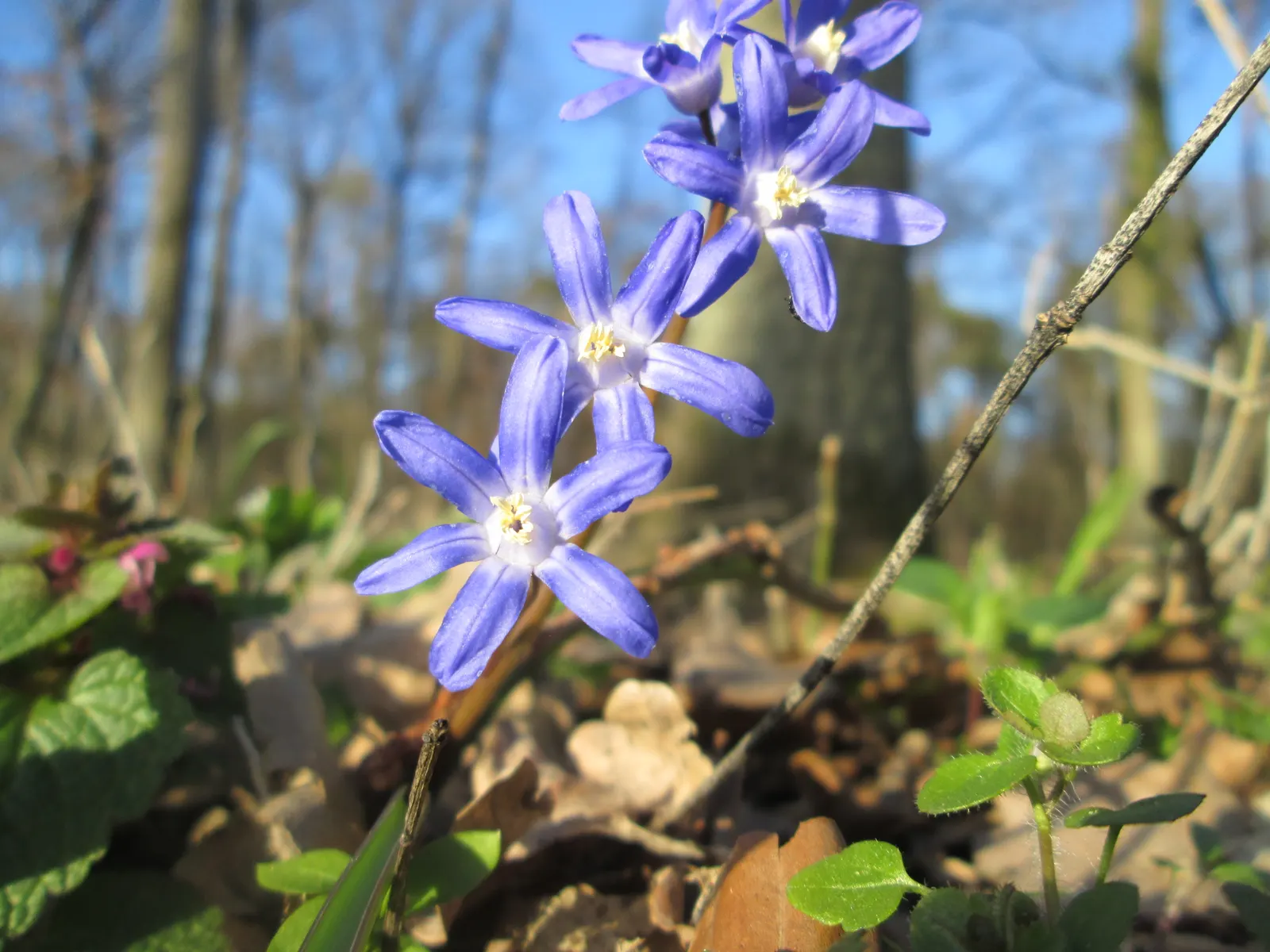Giant Squill (Scilla Bifolia) — including woodlands and meadows.<br><br>This petite plant reaches only about 3 to 6 inches in height; this low-maintenance