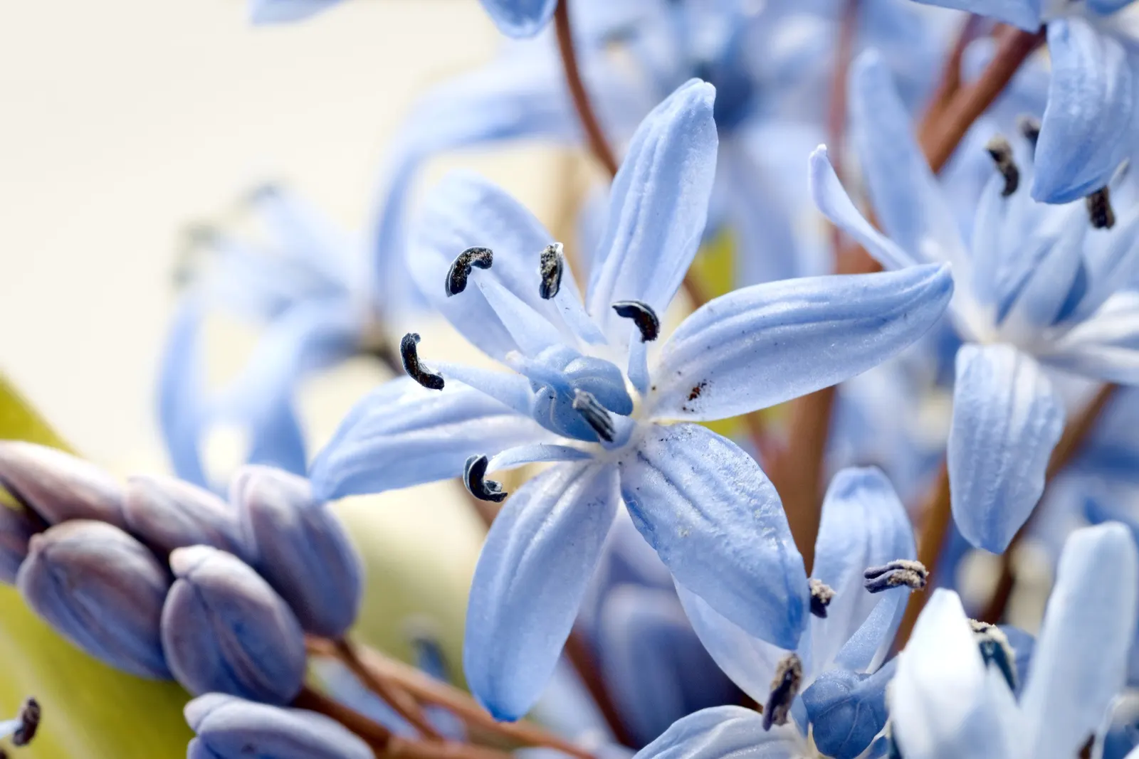 Giant Squill (Scilla Bifolia) — The blossoms make their appearance in late winter to early spring; is an enchanting early spring perennial that adds a touch of