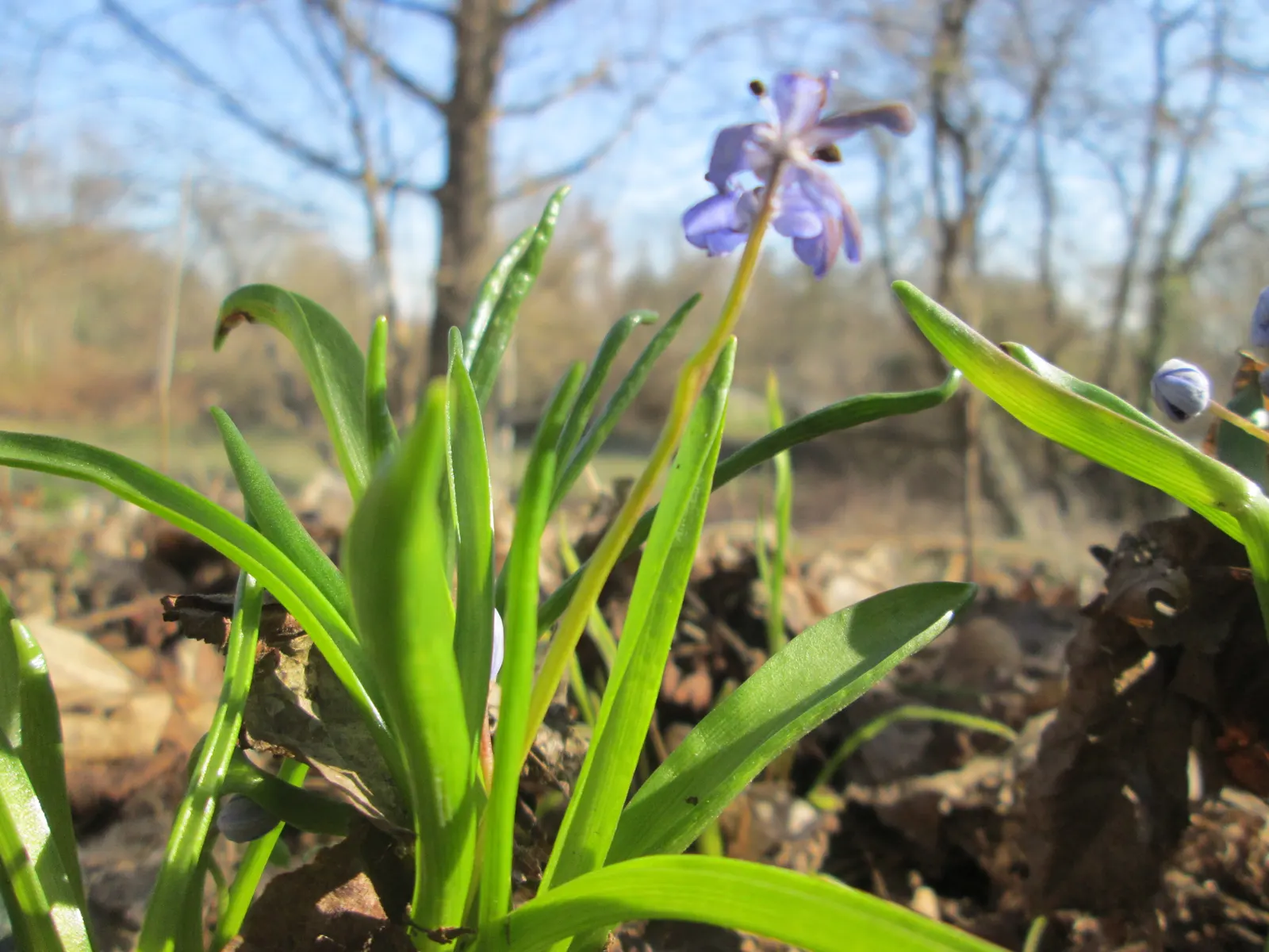 Giant Squill (Scilla Bifolia) — Ideal for naturalizing in woodland gardens; bulb for full or half, image 79
