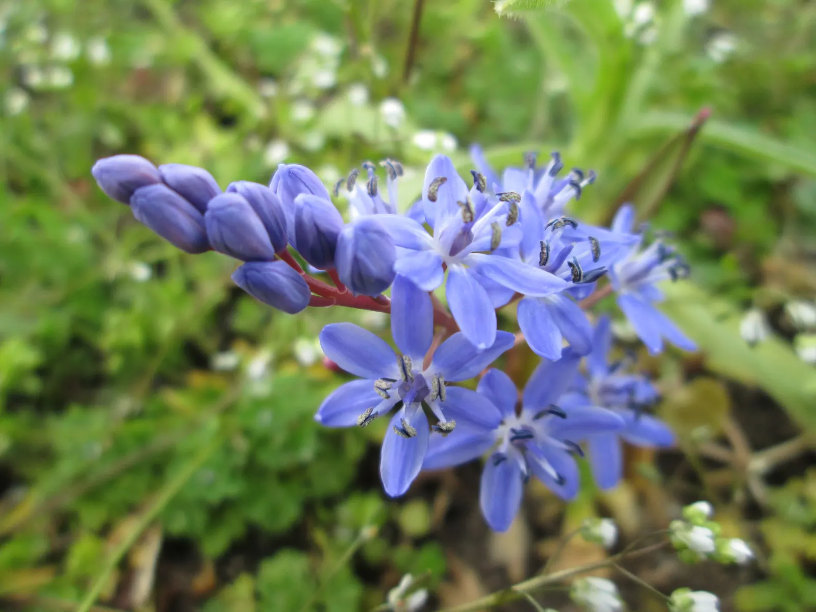 Giant Squill (Scilla Bifolia) — Known for its star-shaped blooms; it pairs well with other spring-flowering bulbs and perennials