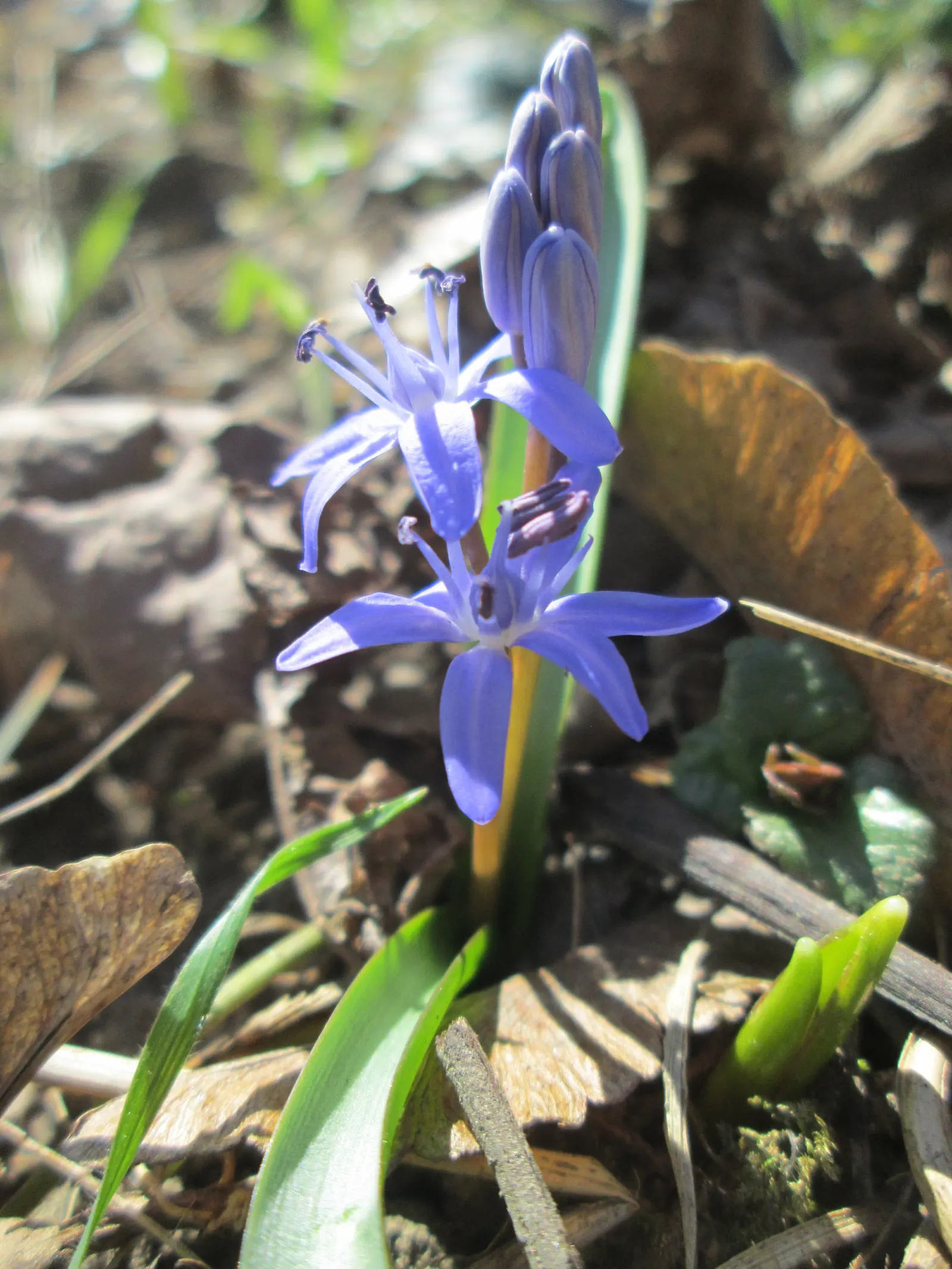 Giant Squill (Scilla Bifolia) — is an enchanting early spring perennial that adds a touch of sapphire to your landscape design; the Giant Scilla, image 81