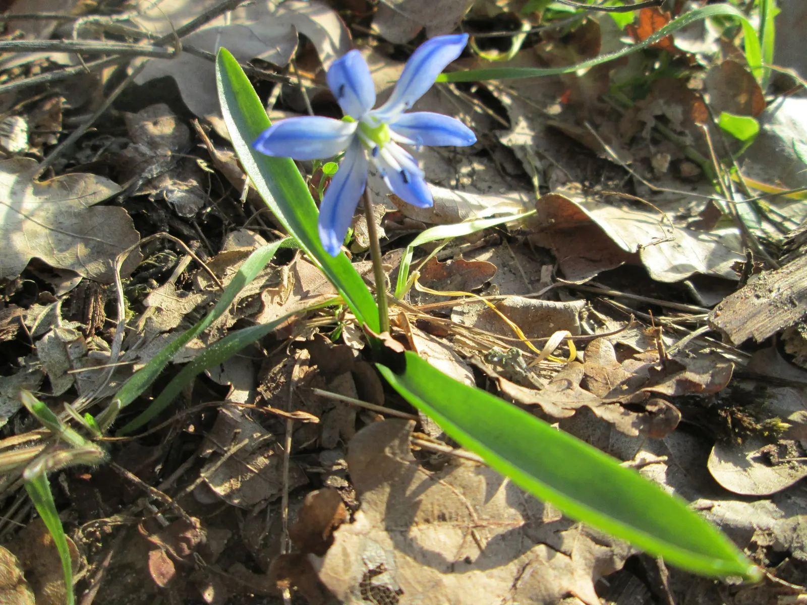 Giant Squill (Scilla Bifolia) — it benefits from dappled sunlight or light afternoon shade; each bulb produces narrow