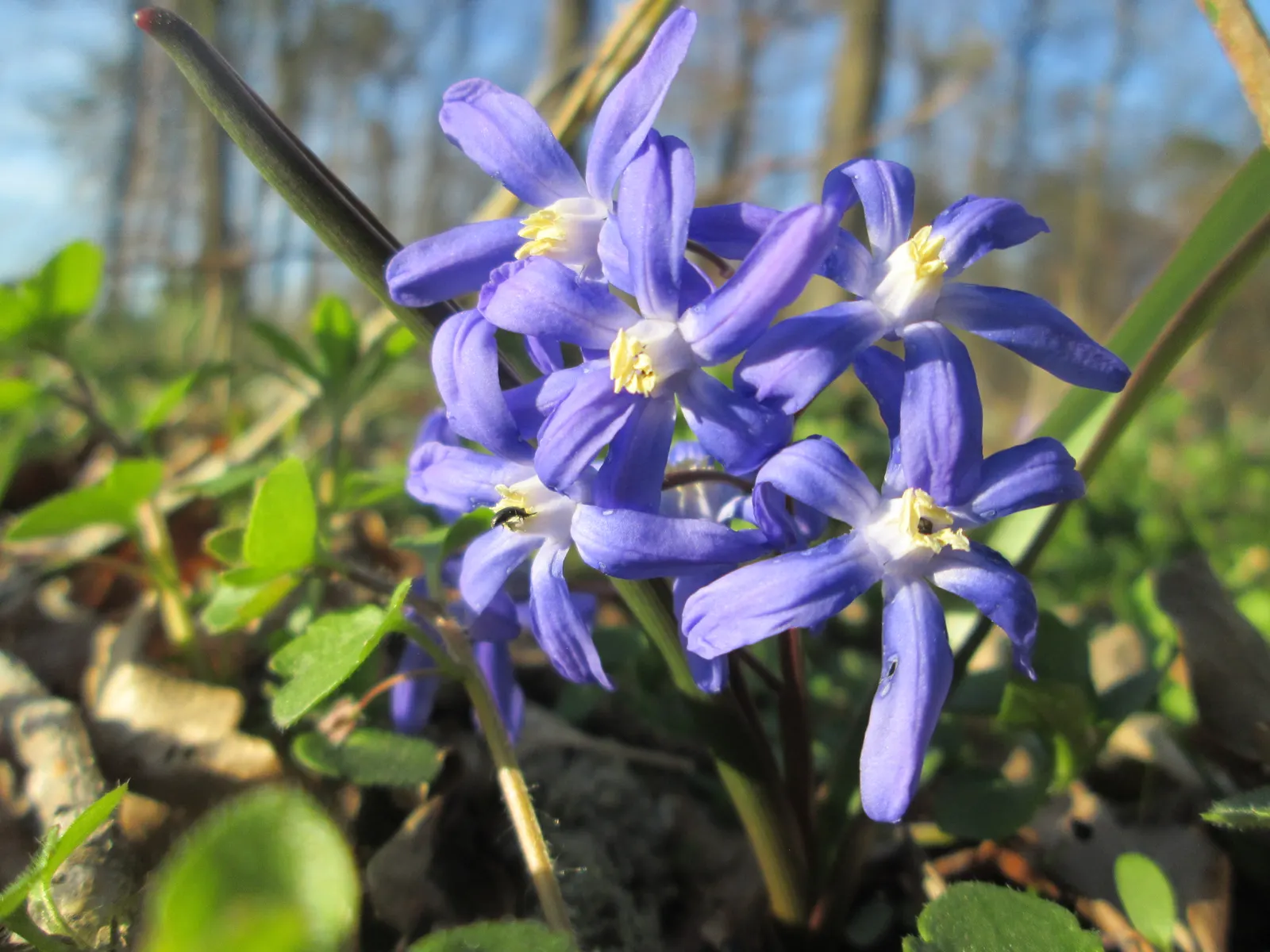 Giant Squill (Scilla Bifolia) — blue flowers in the garden; including woodlands and meadows.<br><br>This petite plant reaches only about 3 to 6 inches in height