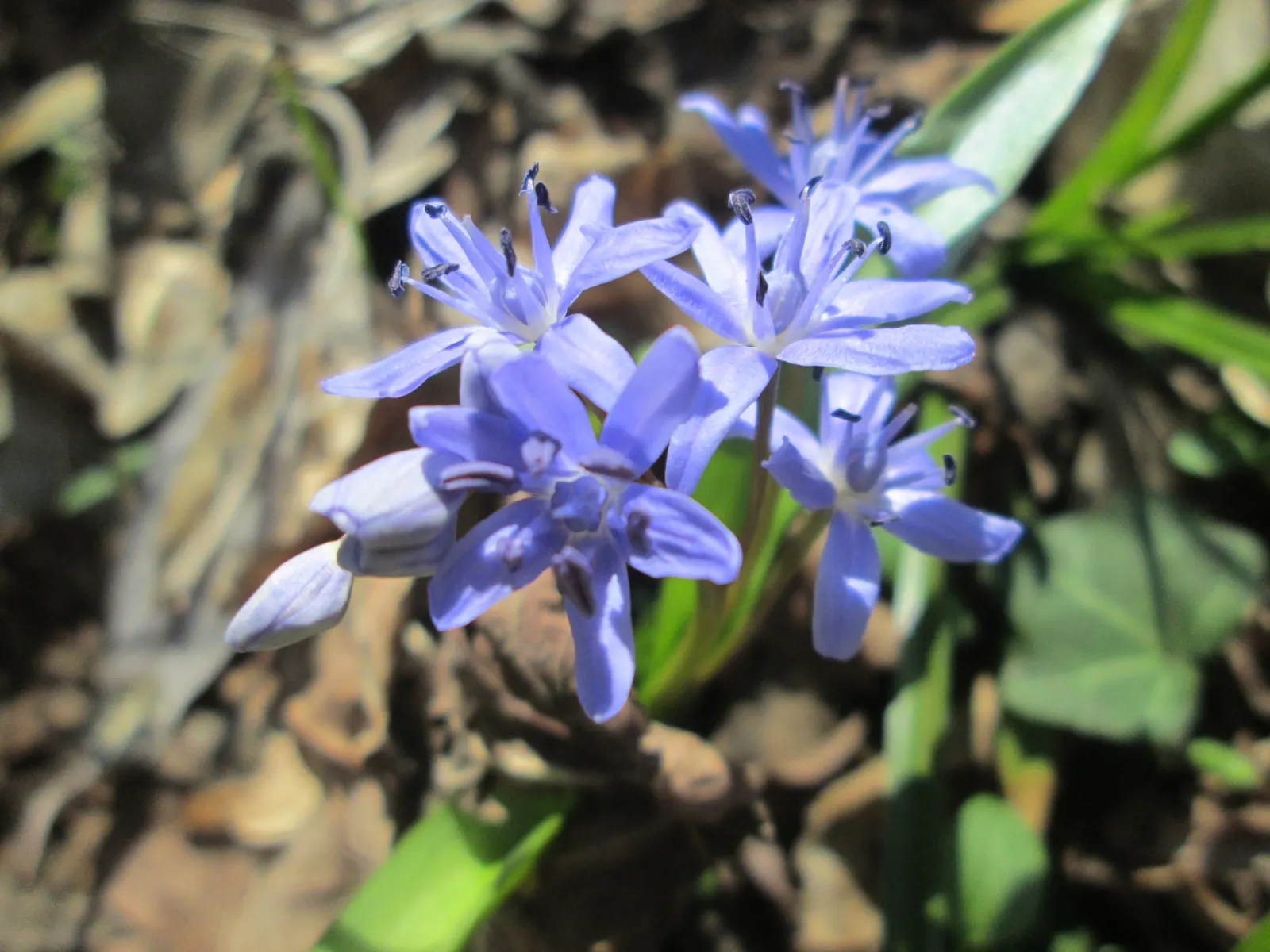 Giant Squill (Scilla Bifolia) — it benefits from dappled sunlight or light afternoon shade; each bulb produces narrow, image 66