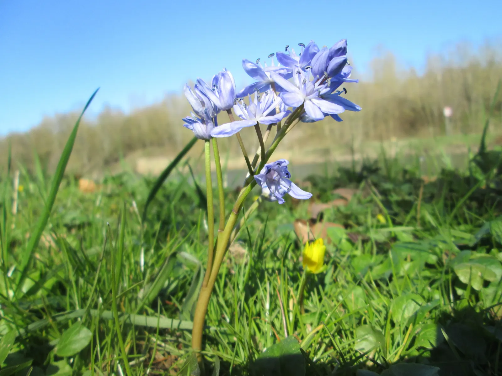 Giant Squill (Scilla Bifolia) — the Giant Scilla prefers well-drained soil rich in organic matter