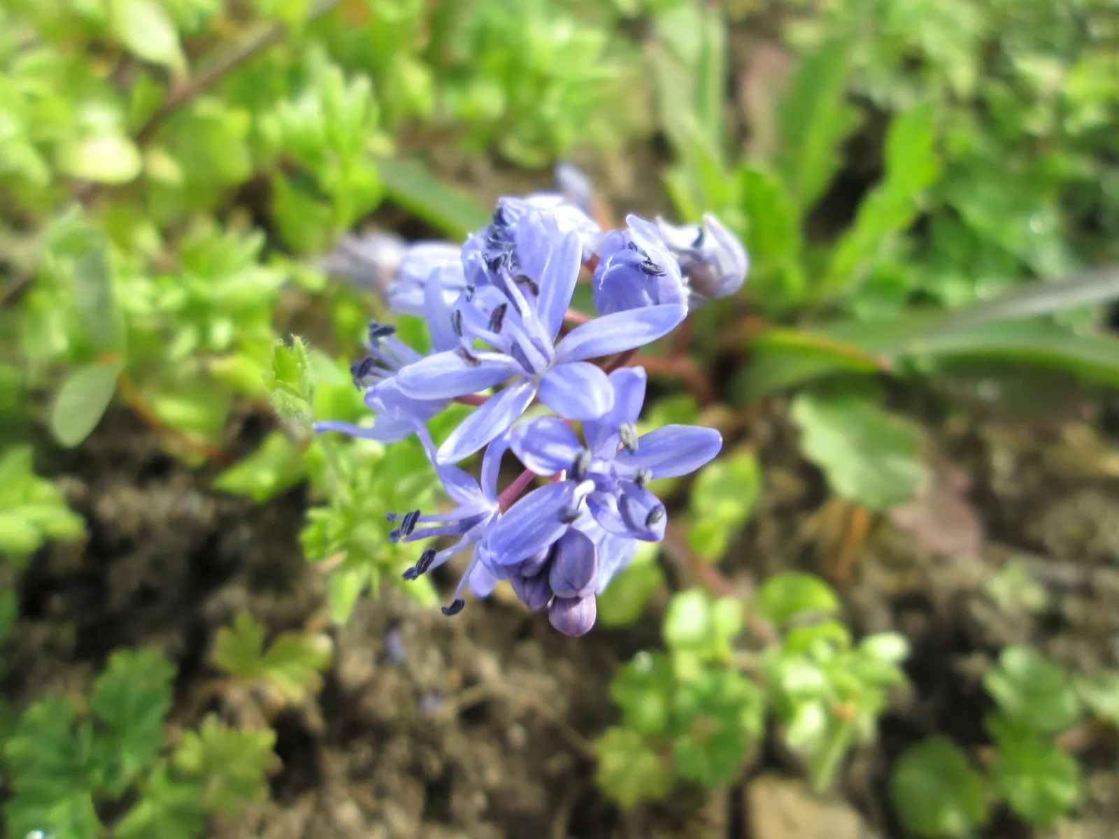 Giant Squill (Scilla Bifolia) — Each bulb produces narrow; typically 4 to 8 inches long and about 1 inch wide, image 59