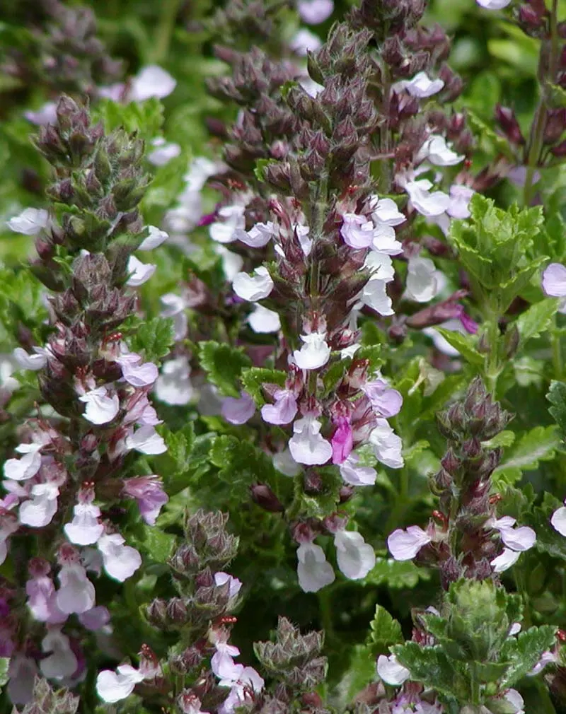 Trailing Germander (Teucrium Chamaedrys 'Prostratum') — evergreen perennial that can add a touch of Mediterranean charm to any landscape design