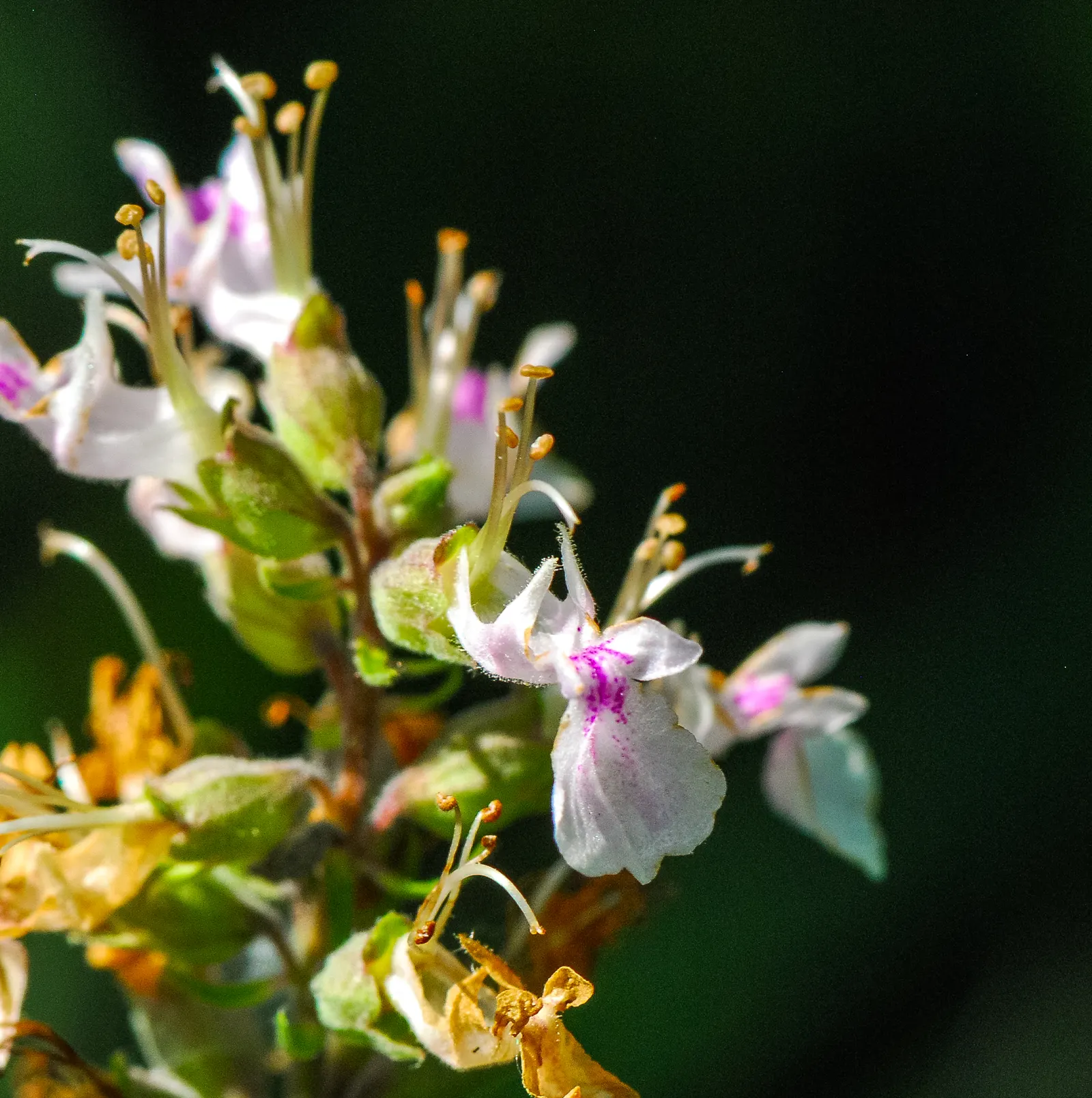 Trailing Germander (Teucrium Chamaedrys 'Prostratum') — the foliage of Trailing Germander closely resembles miniature oak leaves with serrated edges