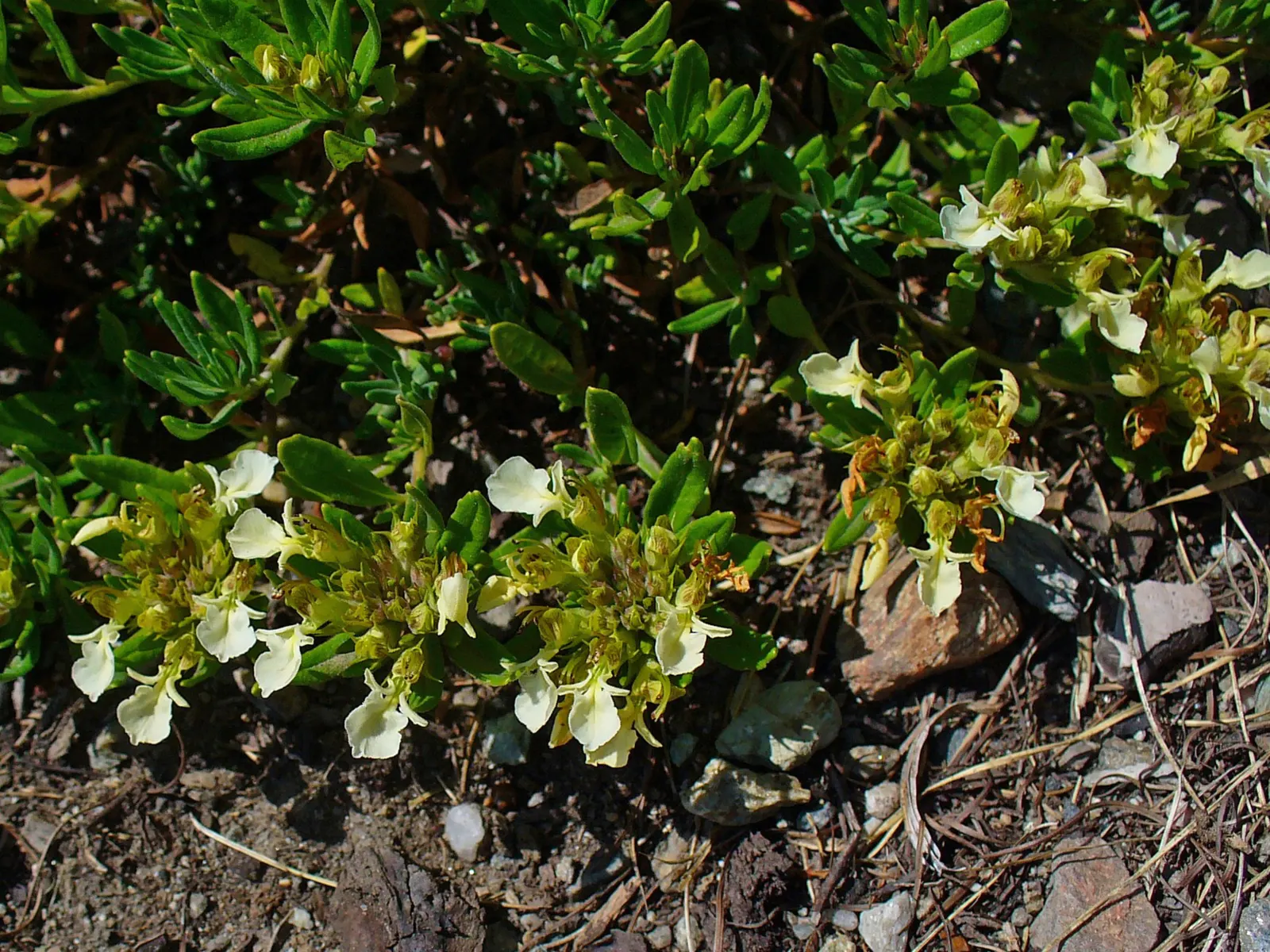 Trailing Germander (Teucrium Chamaedrys 'Prostratum') — It features deep green, glossy leaves and purple-pink flowers in the summer