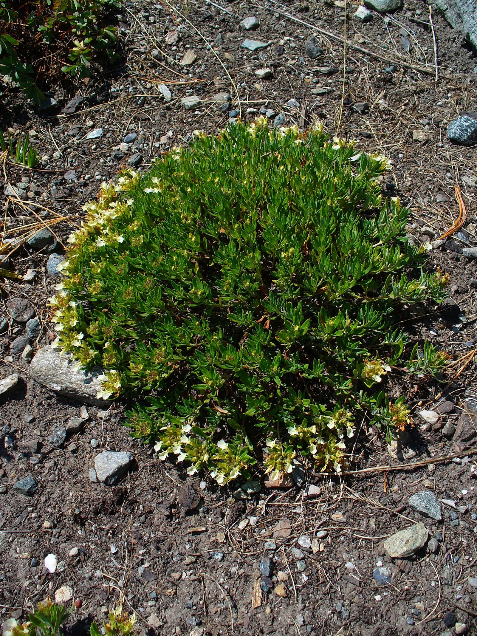 Trailing Germander (Teucrium Chamaedrys 'Prostratum') — Drought-tolerant once established, it adds texture and color to landscapes