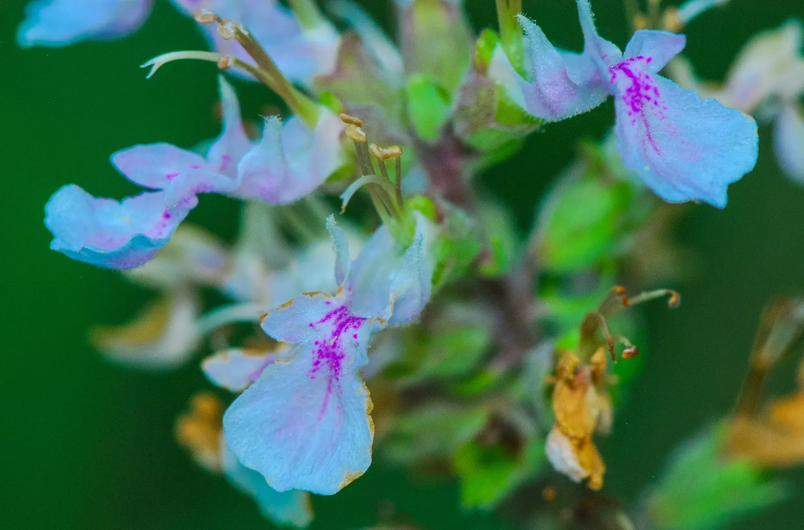 Trailing Germander (Teucrium Chamaedrys 'Prostratum') — reaching 6-12 inches high and spreading up to 24 inches wide