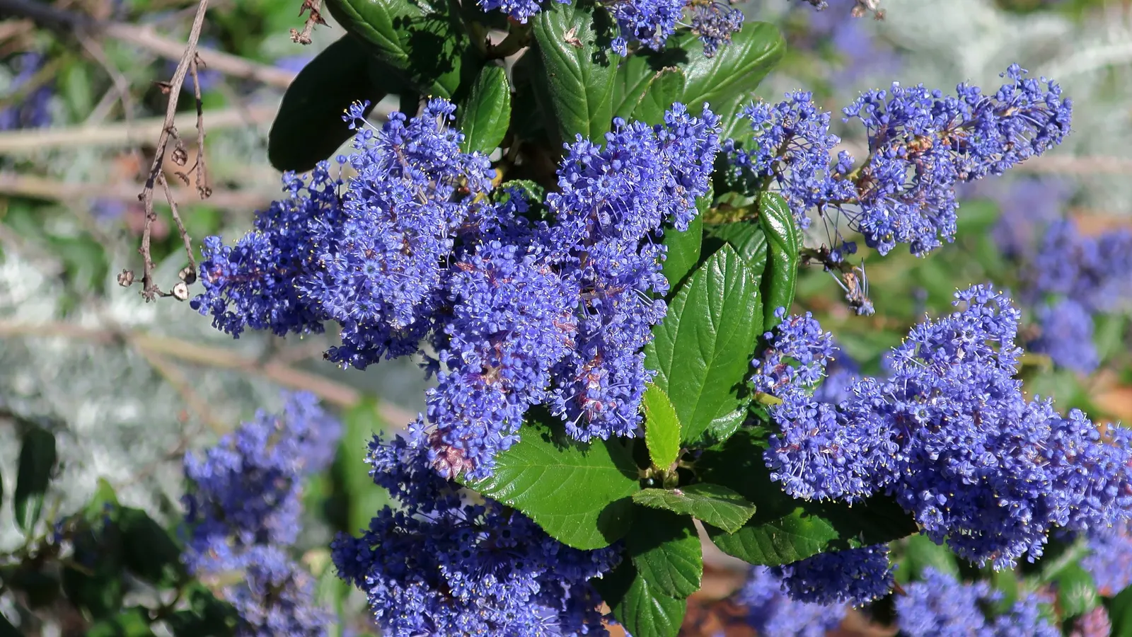 Trewithen Blue Feltleaf Ceanothus (Ceanothus Arboreus 'Trewithen Blue') — a California Lilac variant