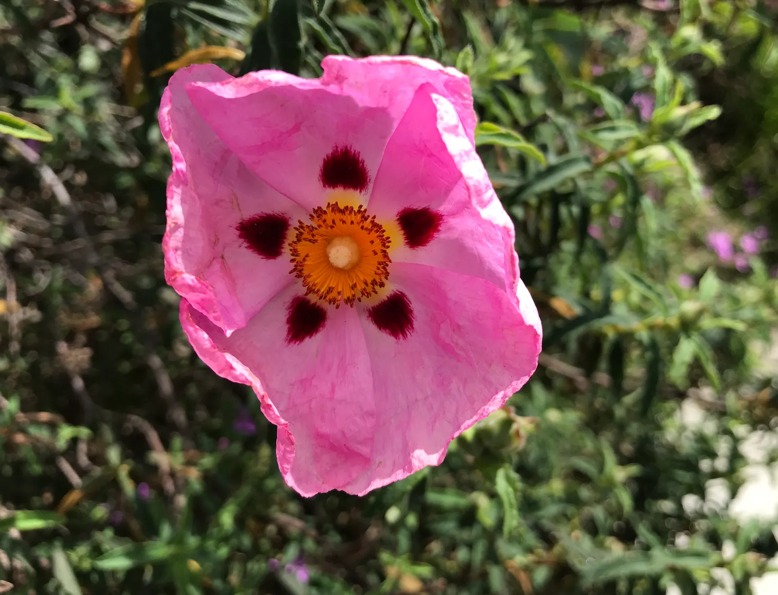 California Beach Poppy (Eschscholzia Californica V. Maritima) — Eschscholzia californica var