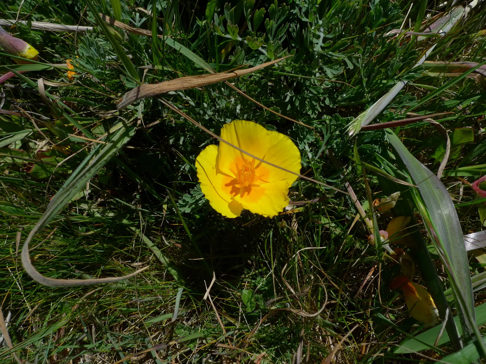California Beach Poppy (Eschscholzia Californica V. Maritima) — Adapted to sandy coastal habitats, it reaches 6-12 inches high and spreads 12 inches wide