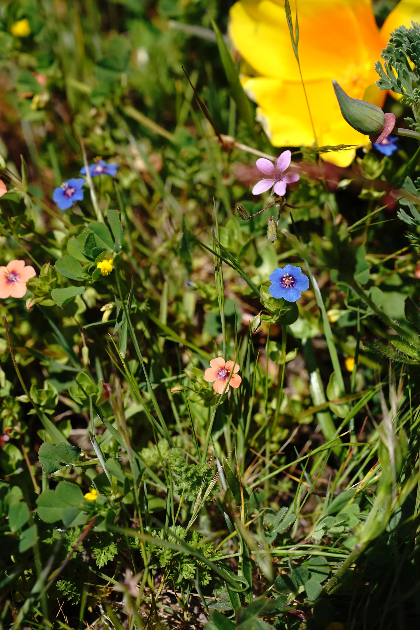 California Beach Poppy (Eschscholzia Californica V. Maritima) — golden-yellow flowers up to 2 inches across