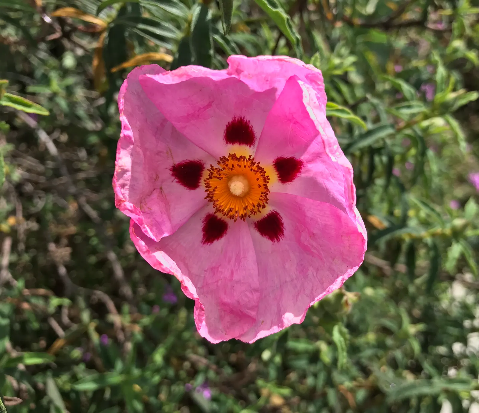 California Beach Poppy (Eschscholzia Californica V. Maritima) — This drought-tolerant native requires full sun and well-draining soil, blooming from spring