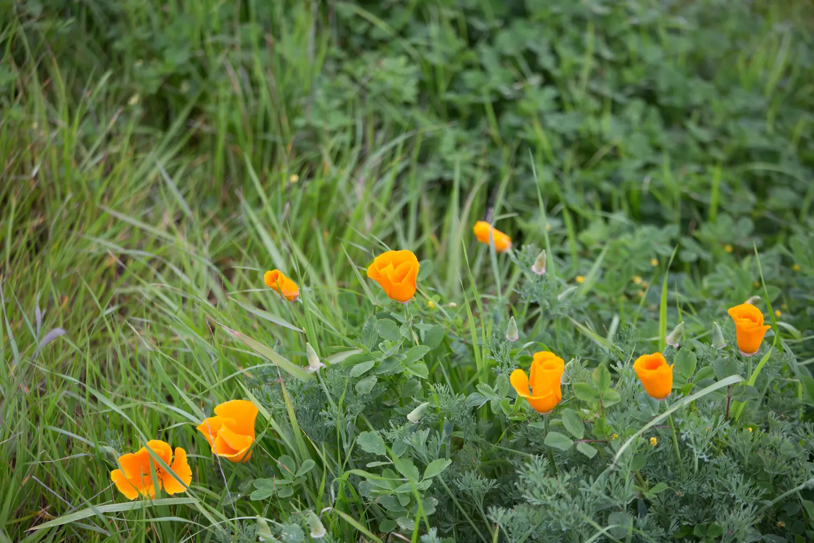 California Beach Poppy (Eschscholzia Californica V. Maritima) — Ideal for low-water landscapes and seaside gardens, it offers low maintenance charm and