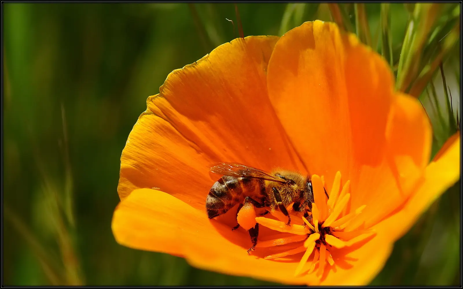 California Beach Poppy (Eschscholzia Californica V. Maritima) — is a vibrant perennial boasting silky