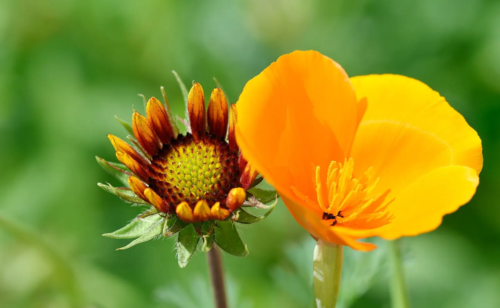 California Beach Poppy (Eschscholzia Californica V. Maritima) — The Eschscholzia californica var