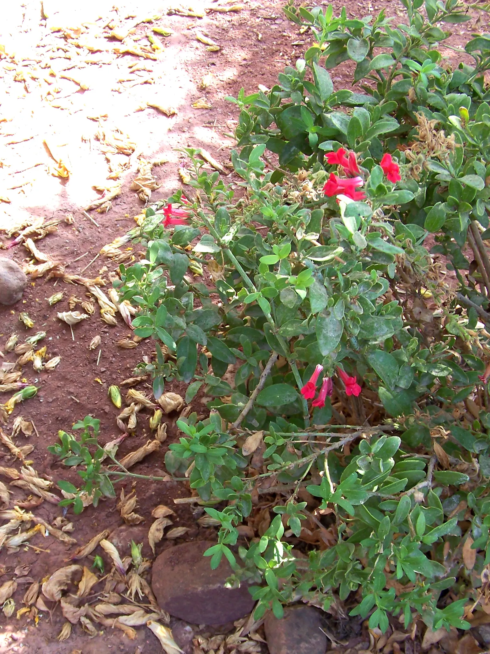 Island Bush Snapdragon (Gambelia Speciosa) — it reaches 3-5 feet in height and width