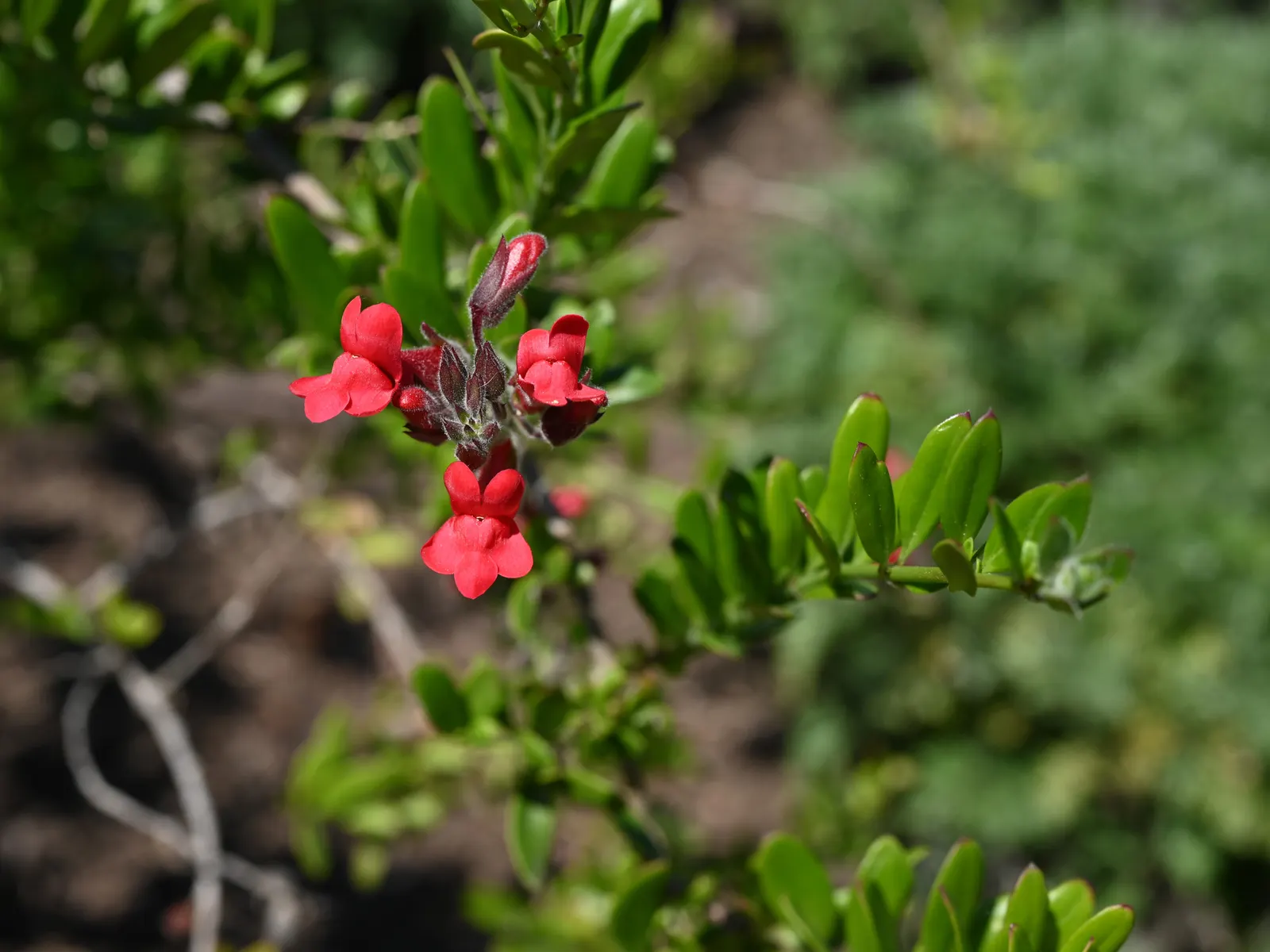 Island Bush Snapdragon (Gambelia Speciosa) — with a slightly wider spread of 4 to 6 feet